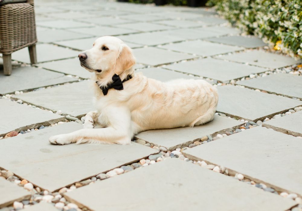 labrador retriever wearing black bow tie for wedding | PartySlate