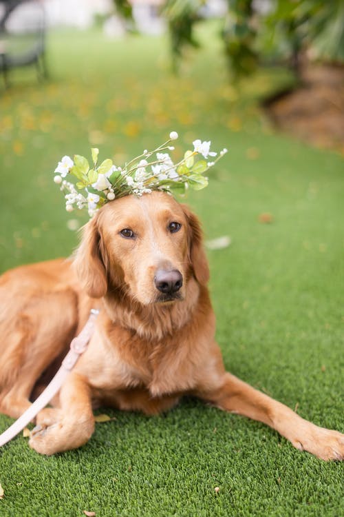 golden retriever with floral crown | PartySlate