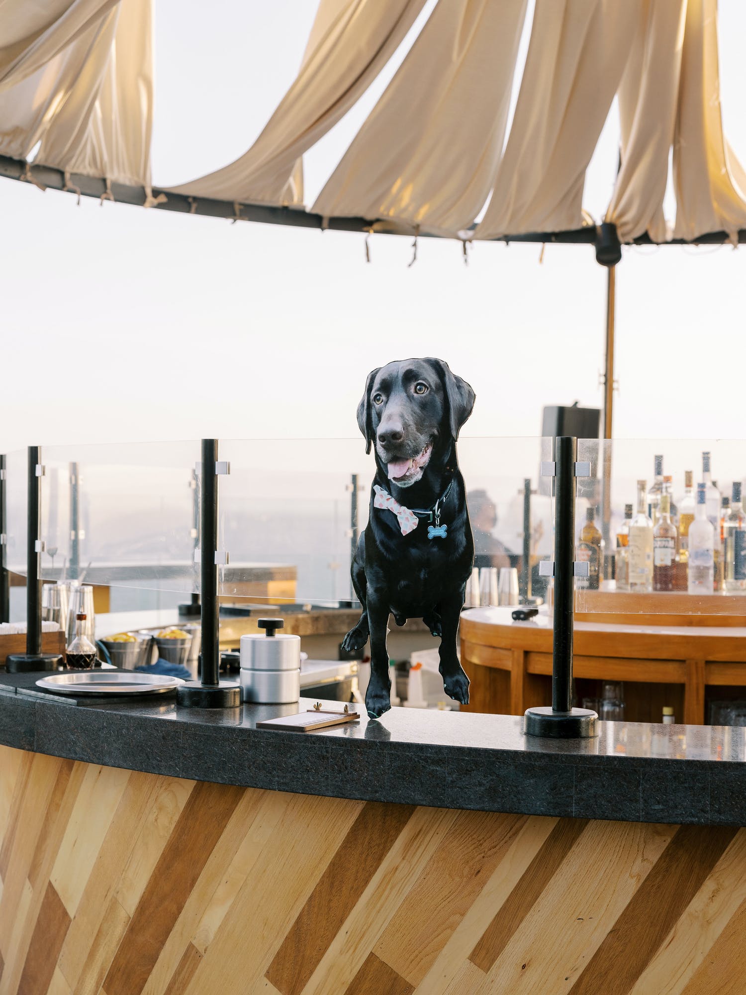 cutout of photo of black lab dog at wedding | PartySlate