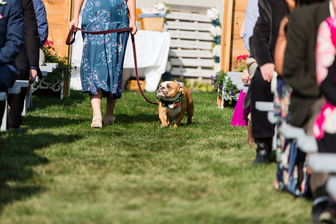 woman in blue dress walking dog down dress wedding aisle | PartySlate