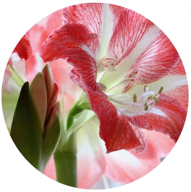 Amaryllis flower