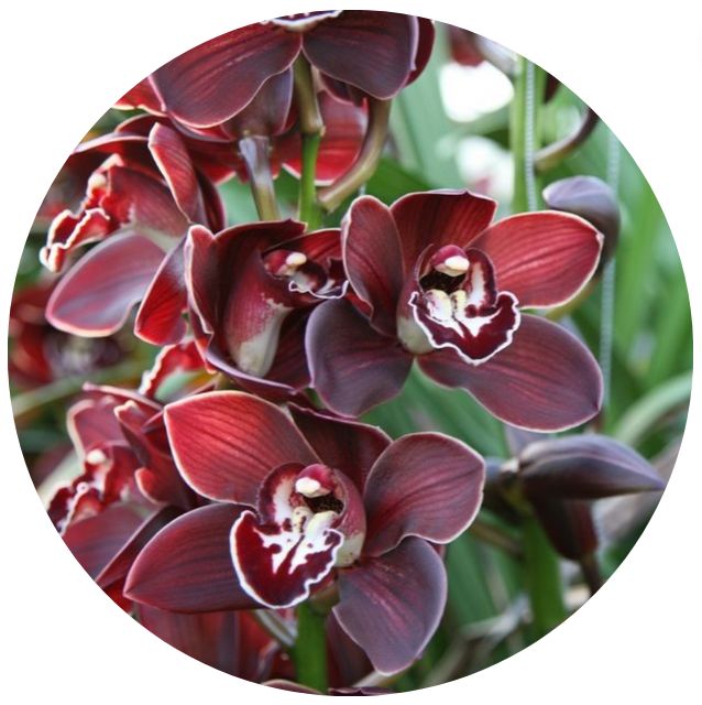 Cymbidium flower