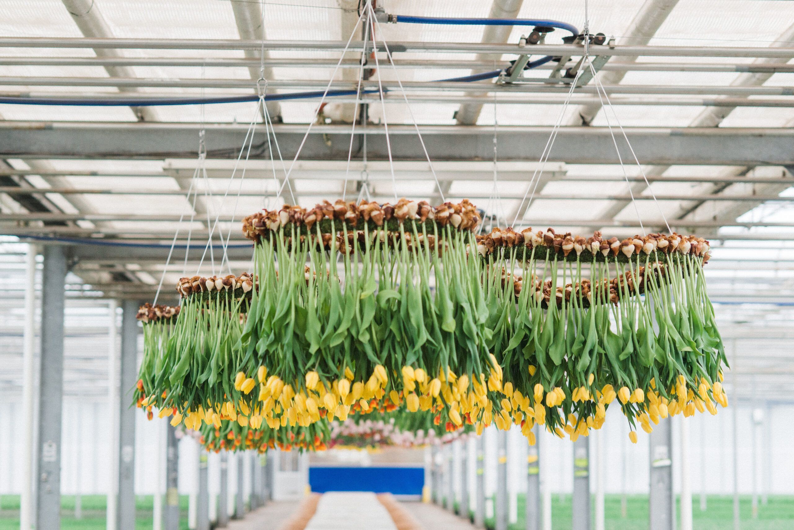 Field to Vase Dinner Experience at Bloomia in Washington DC
