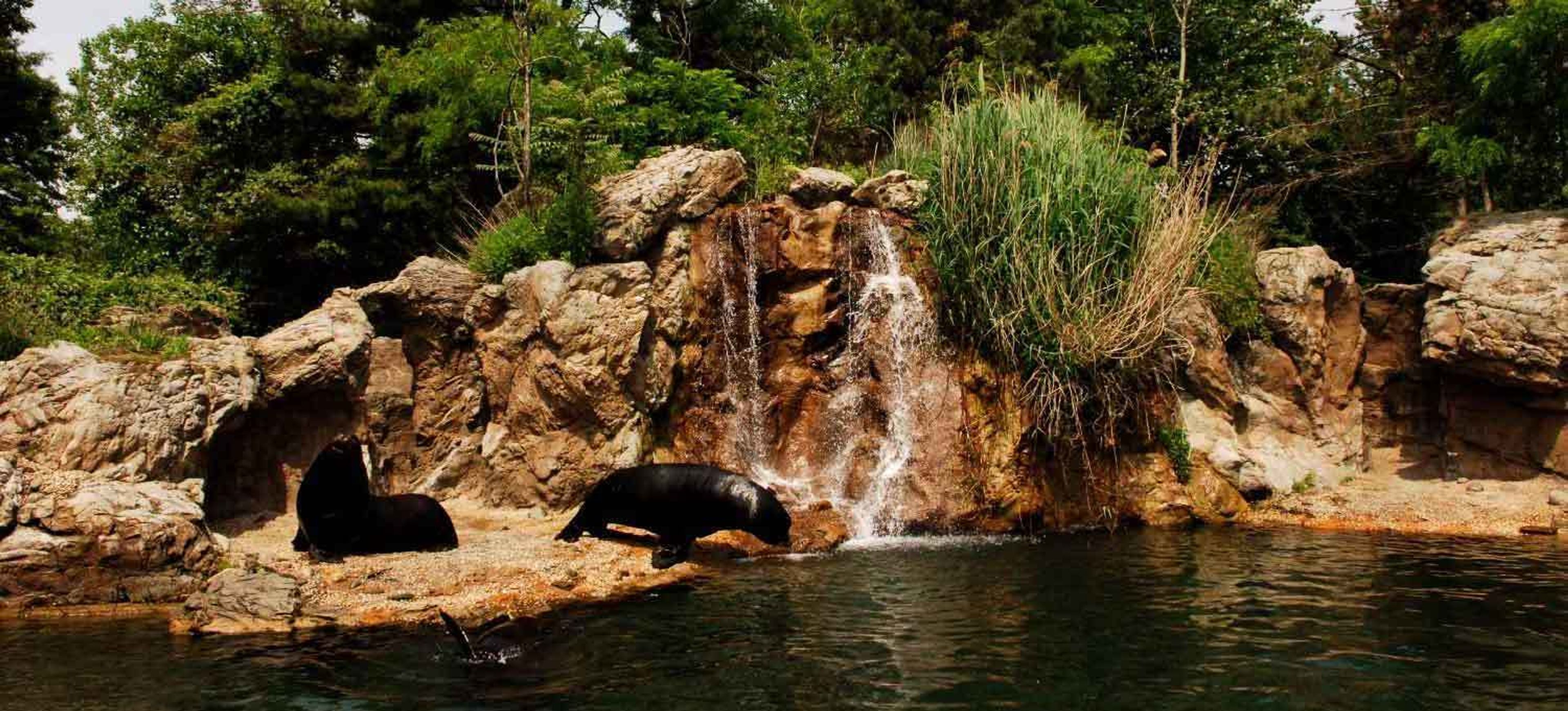 Cover photo of Queens Zoo