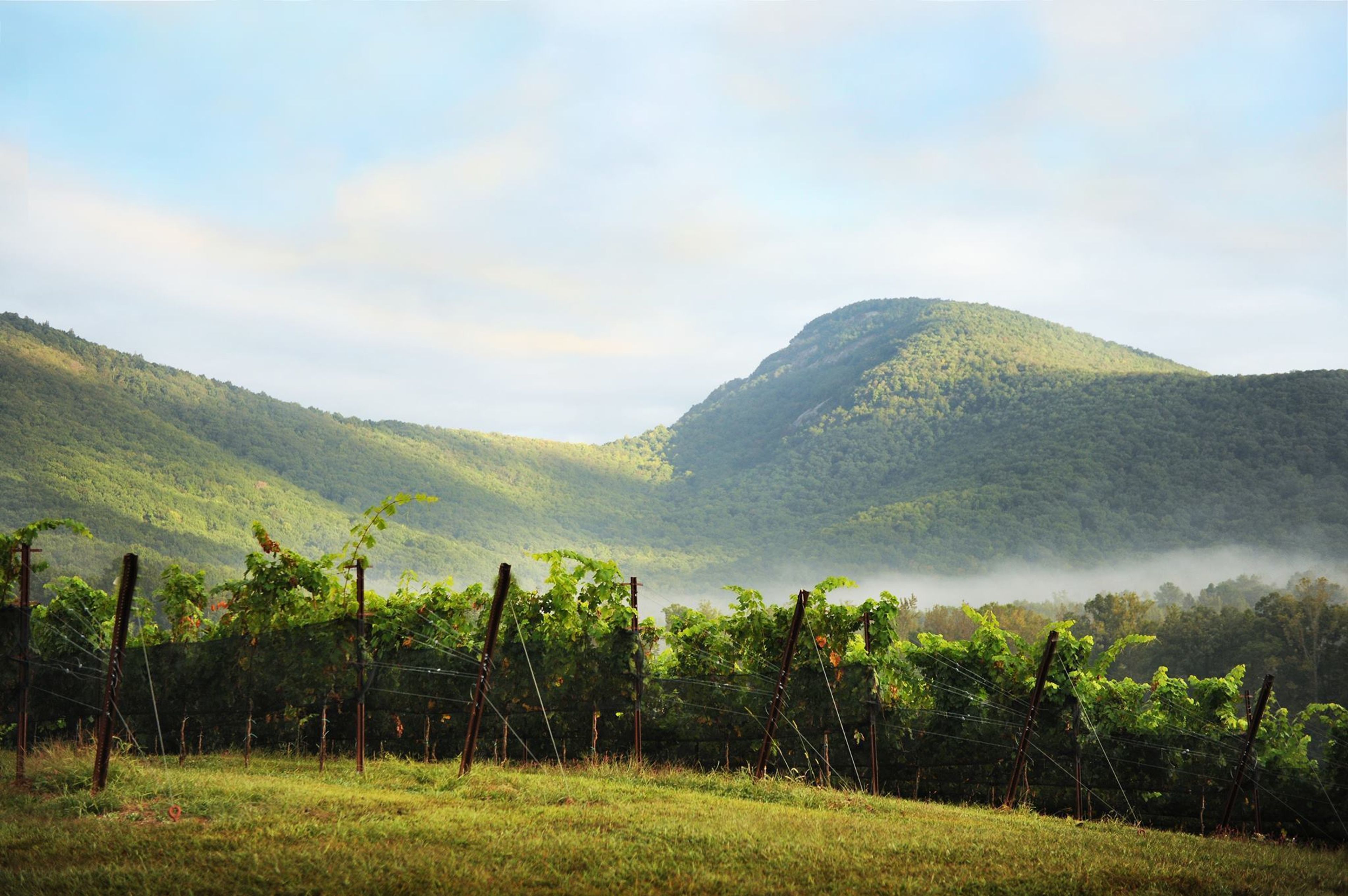 Cover photo of Yonah Mountain Vineyards