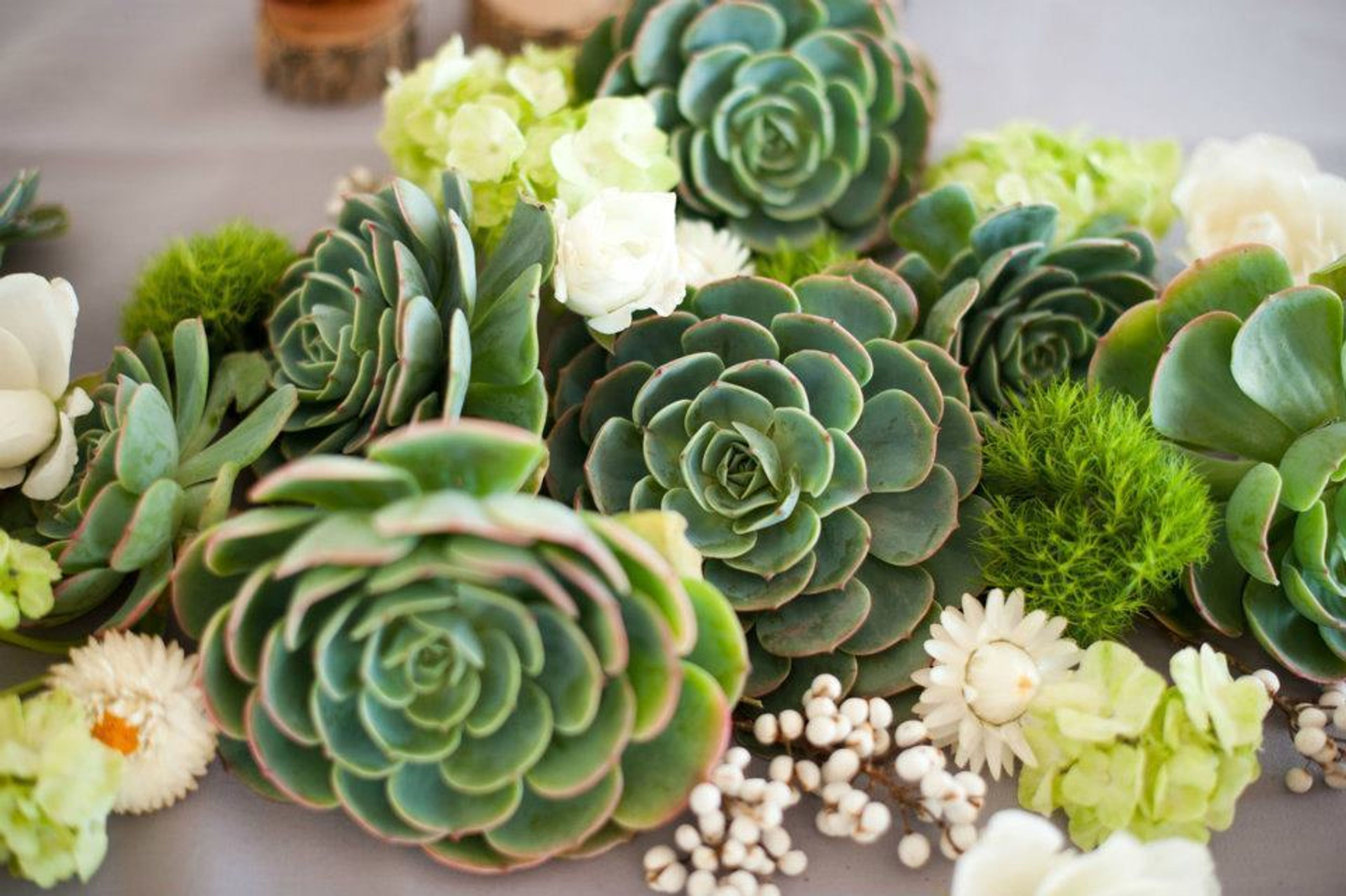 Cover photo of Nature Composed