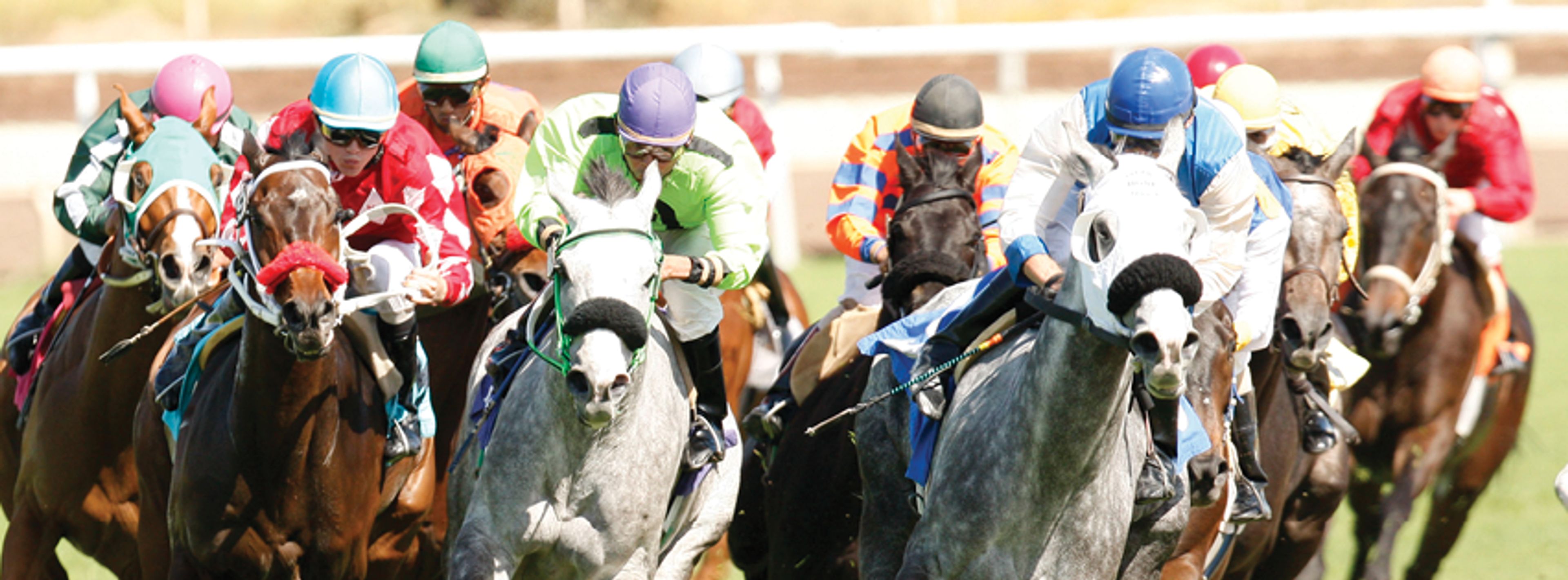 Cover photo of Turf Paradise