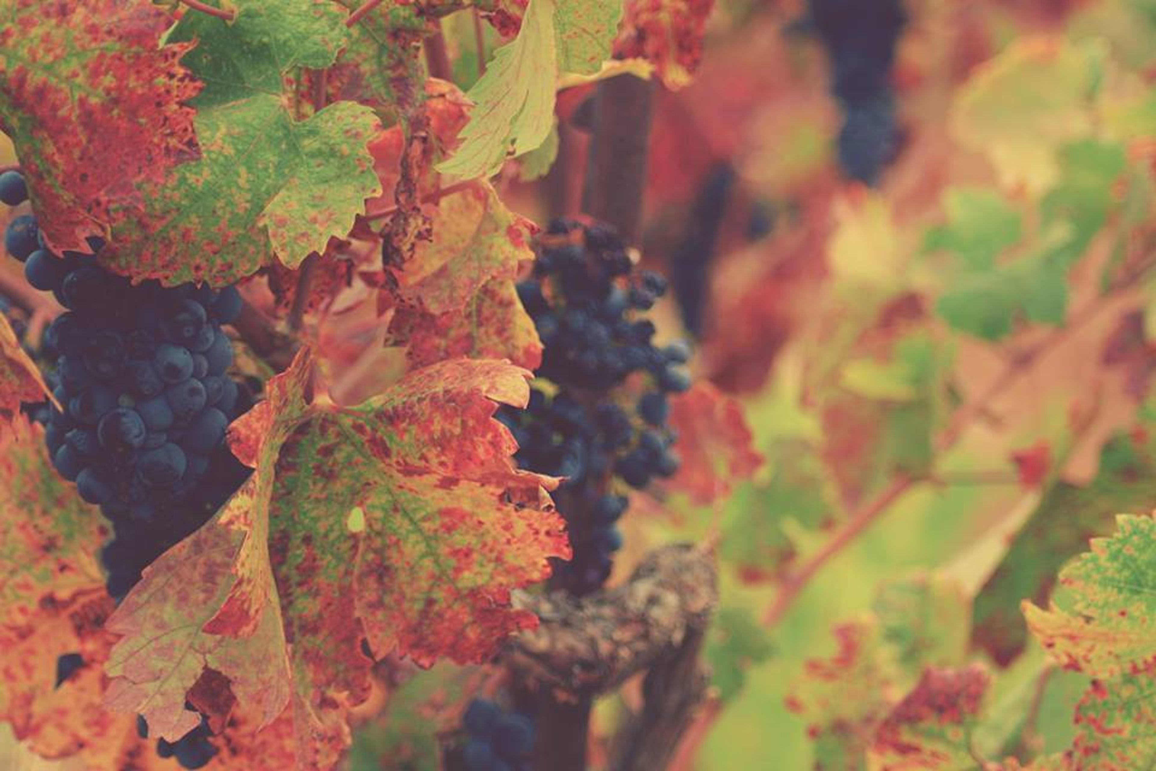 Cover photo of deLorimier Winery