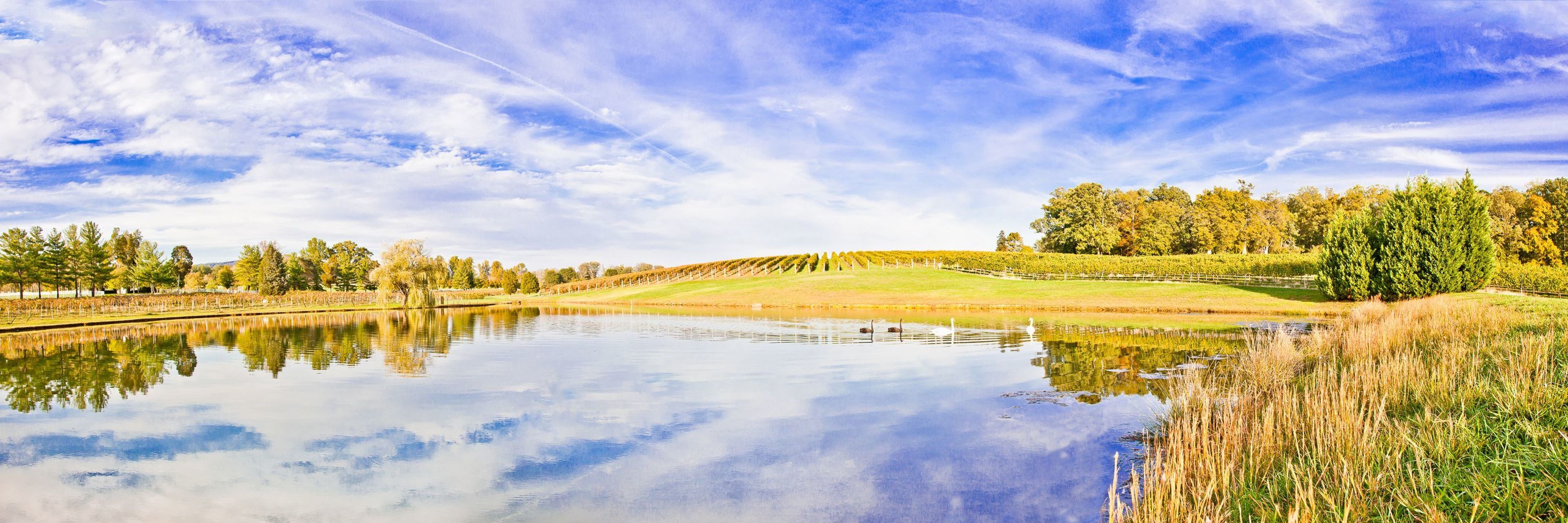Cover photo of Keswick Vineyards