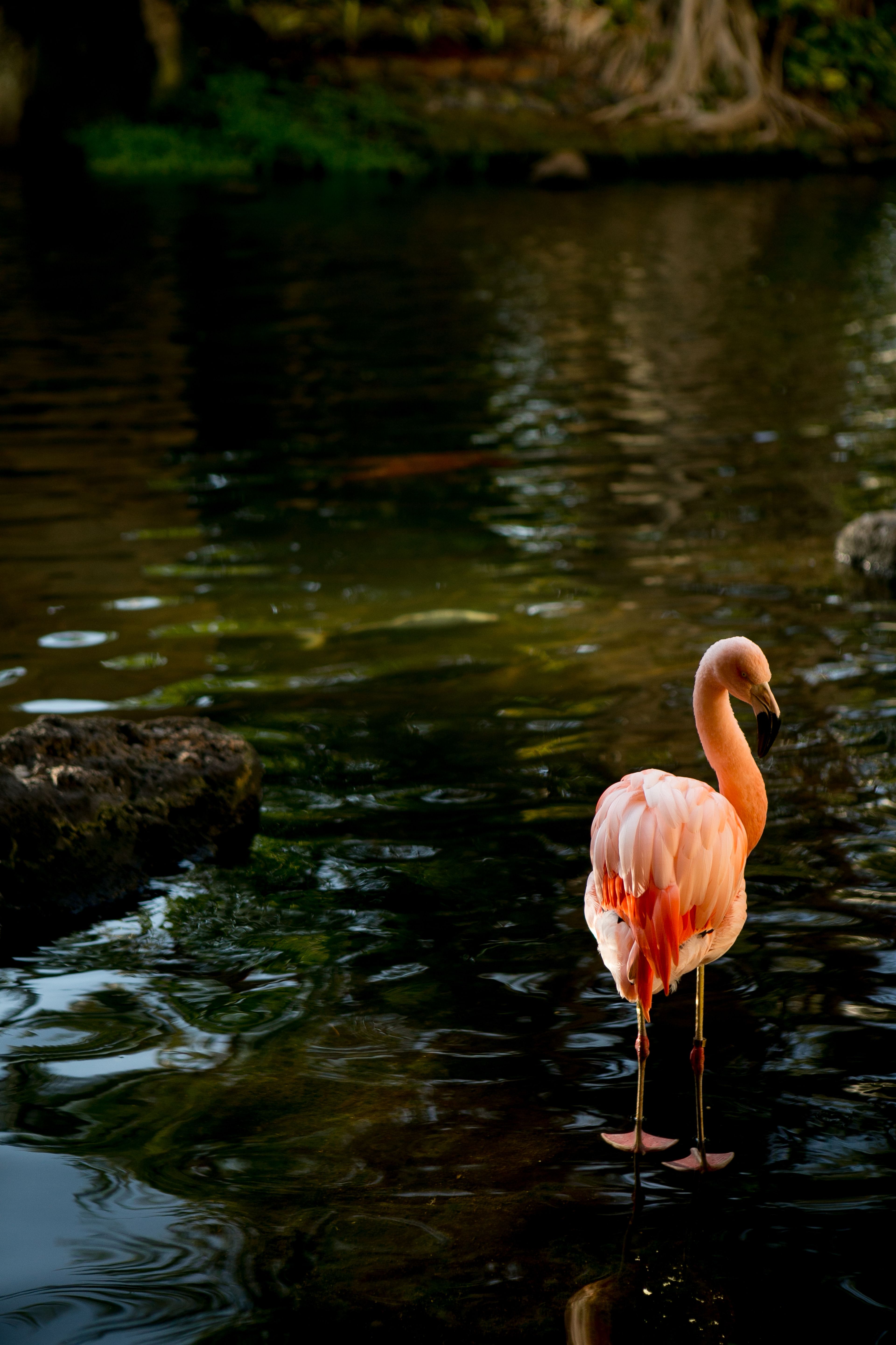 Cover photo of The Westin Maui Resort & Spa Ka'anapali