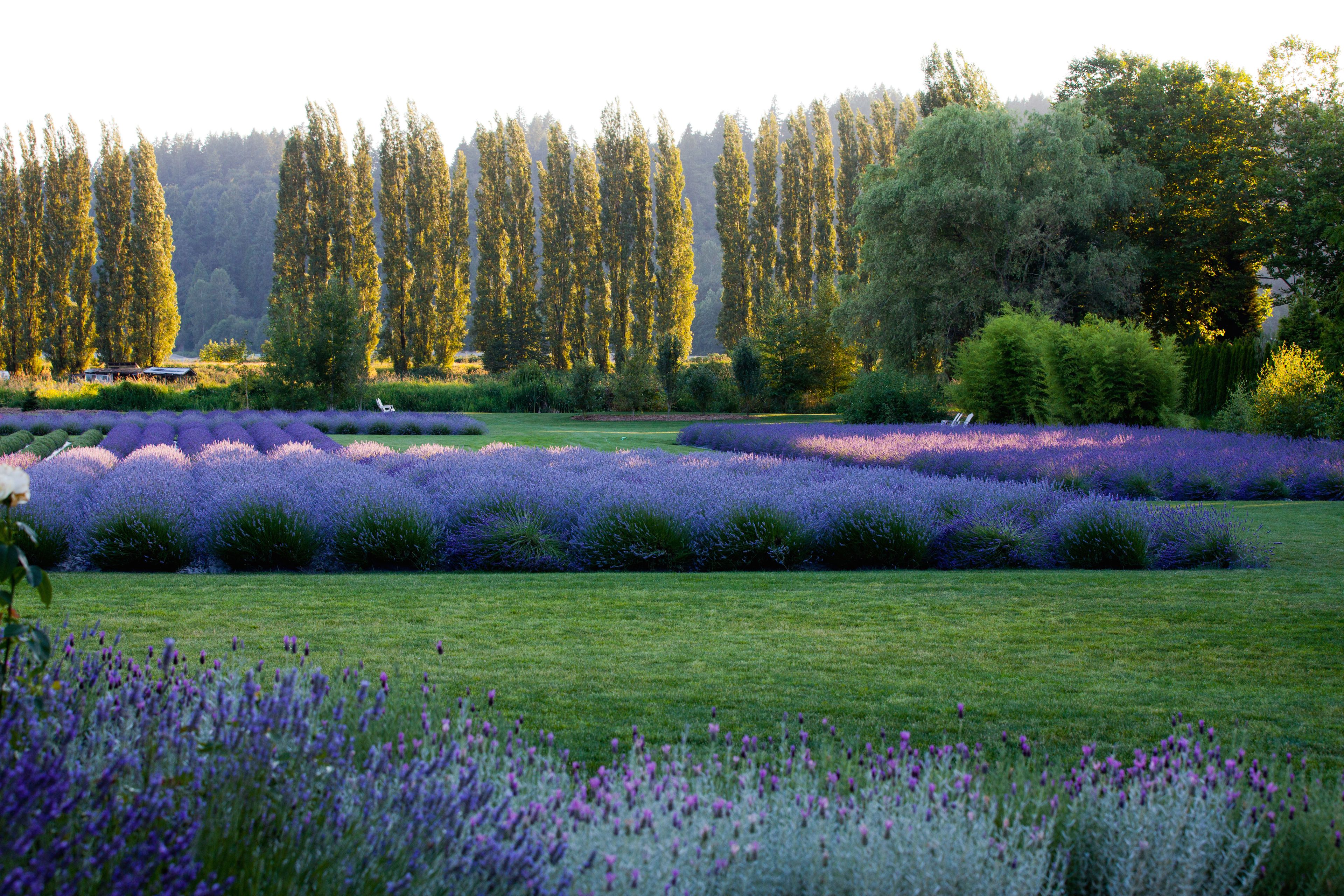 Cover photo of Woodinville Lavender