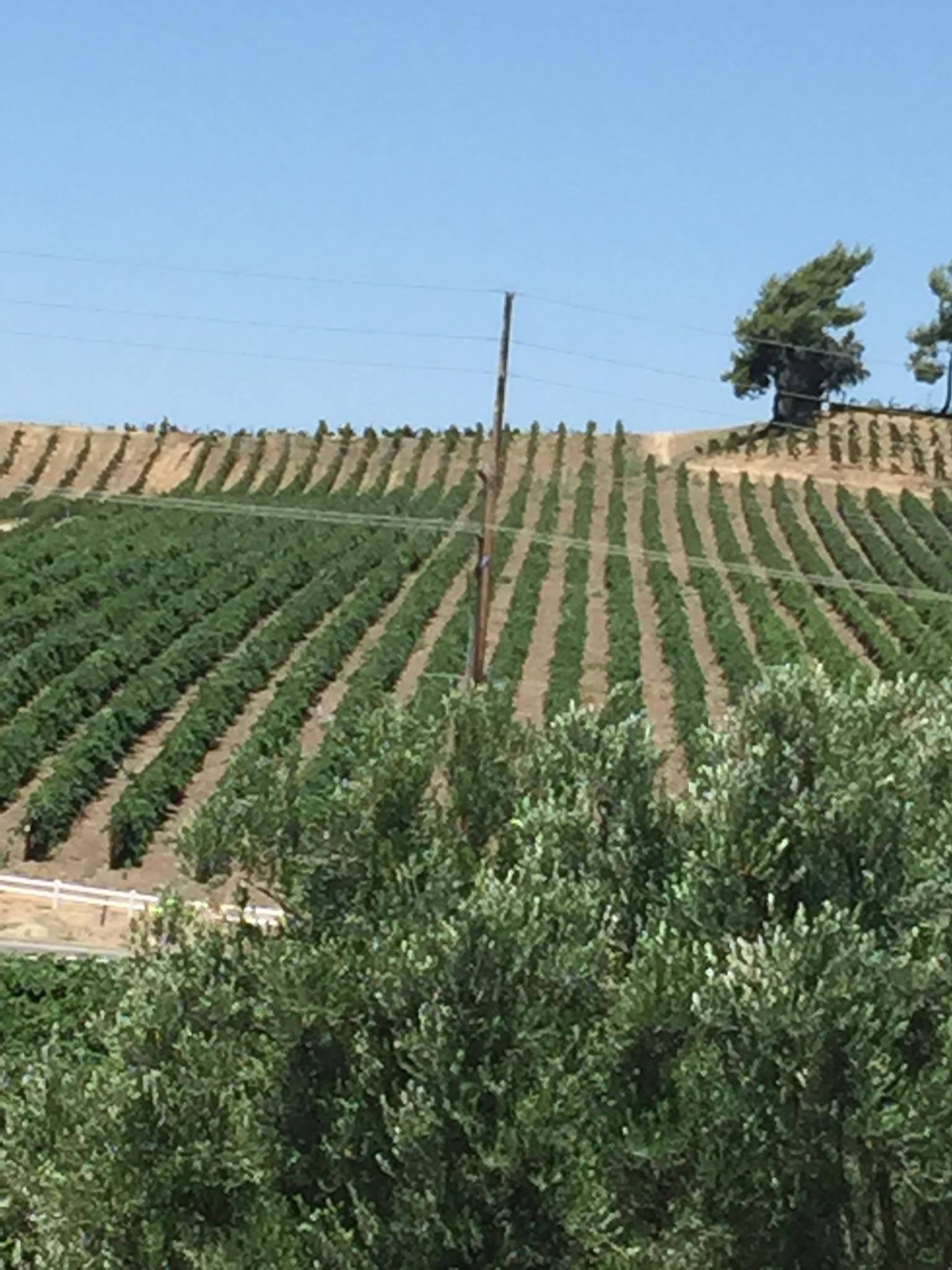 Cover photo of Chanic’s Events and Travel