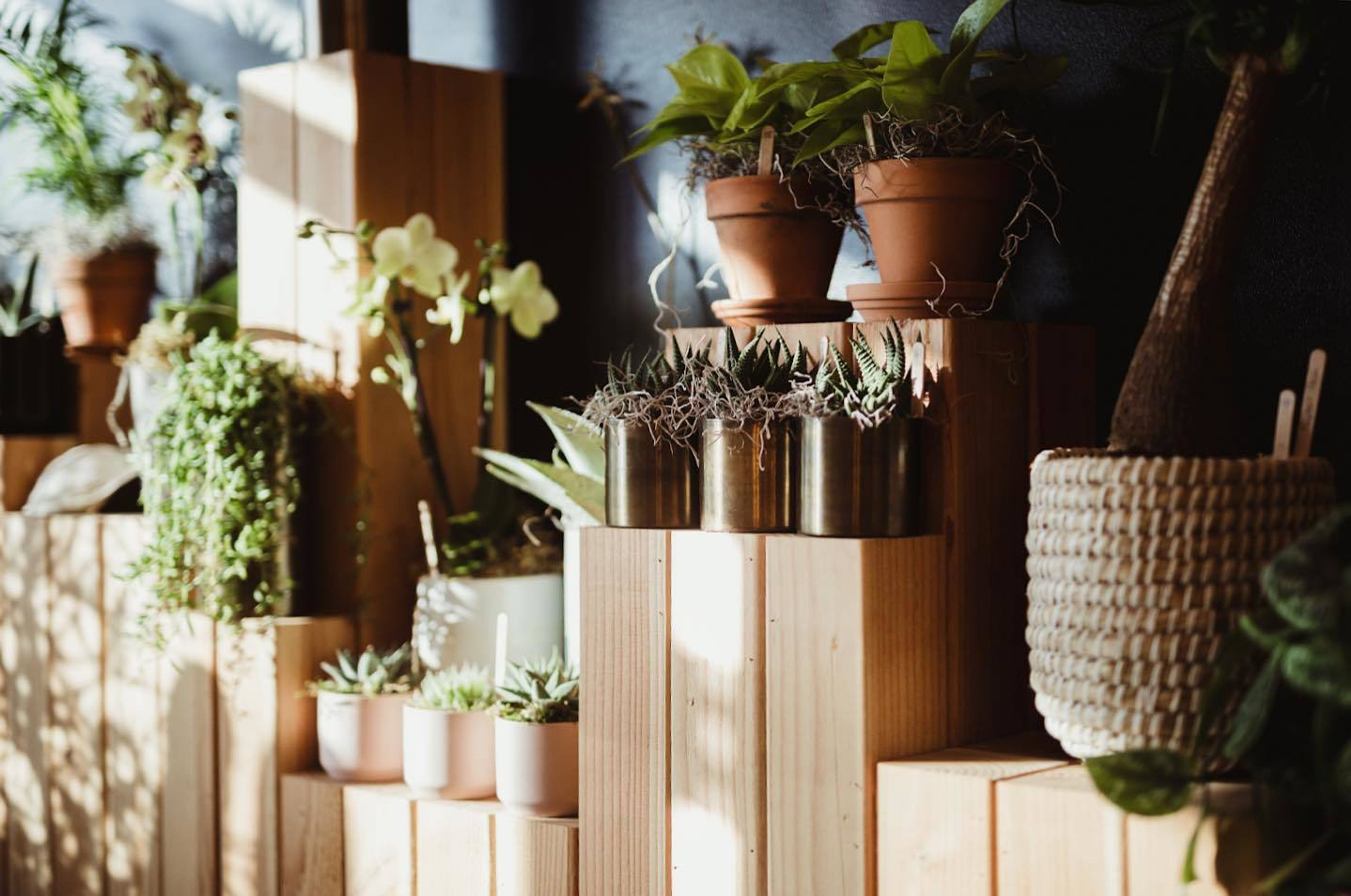 Cover photo of The Greenhouse 817