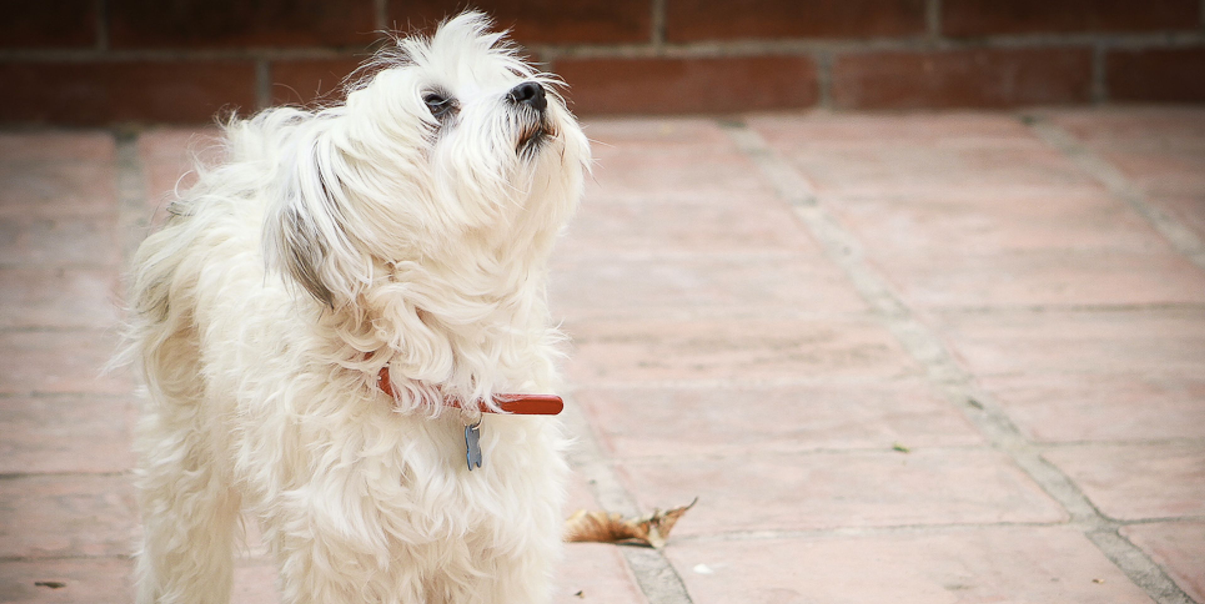 Cover photo of VC Photography