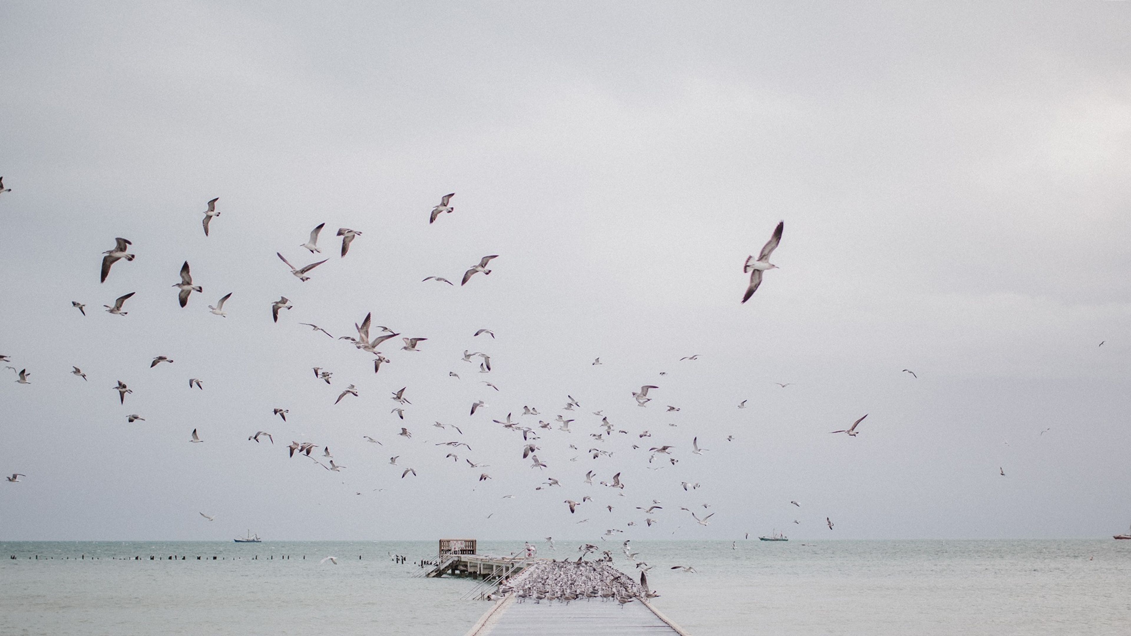 Cover photo of Lena Perkins Photography