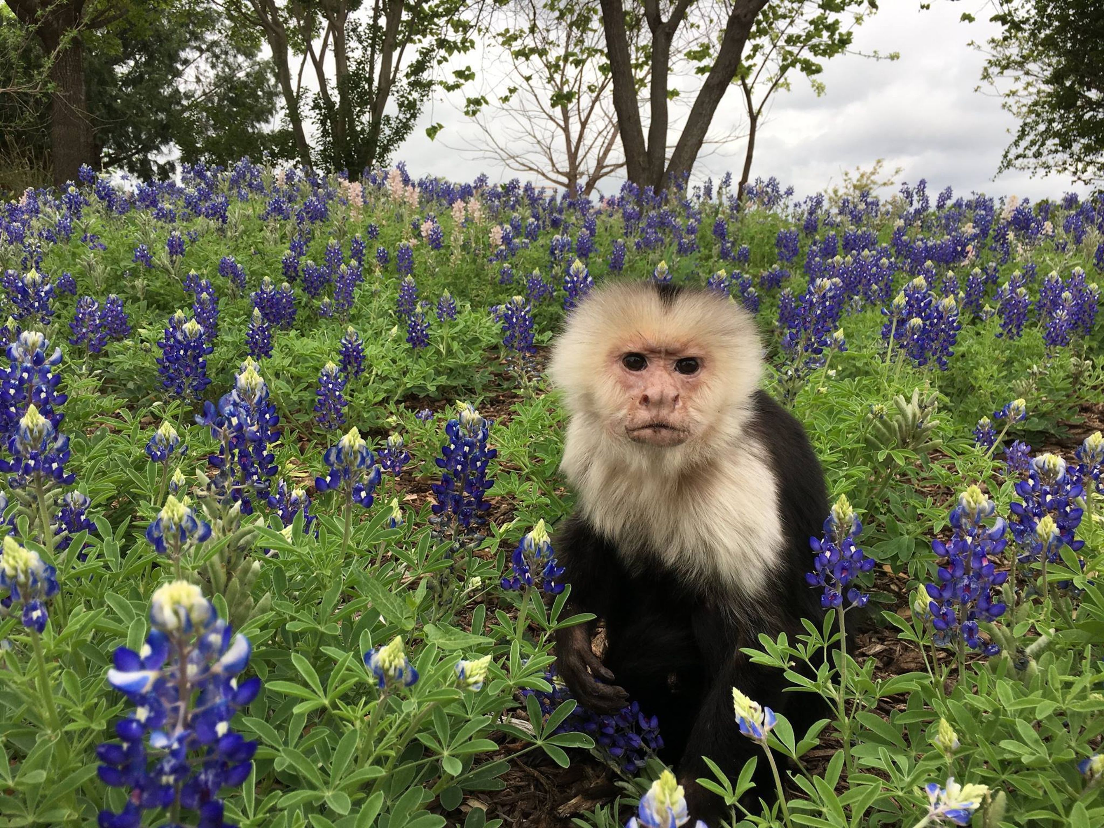 Cover photo of Jobi and Friends