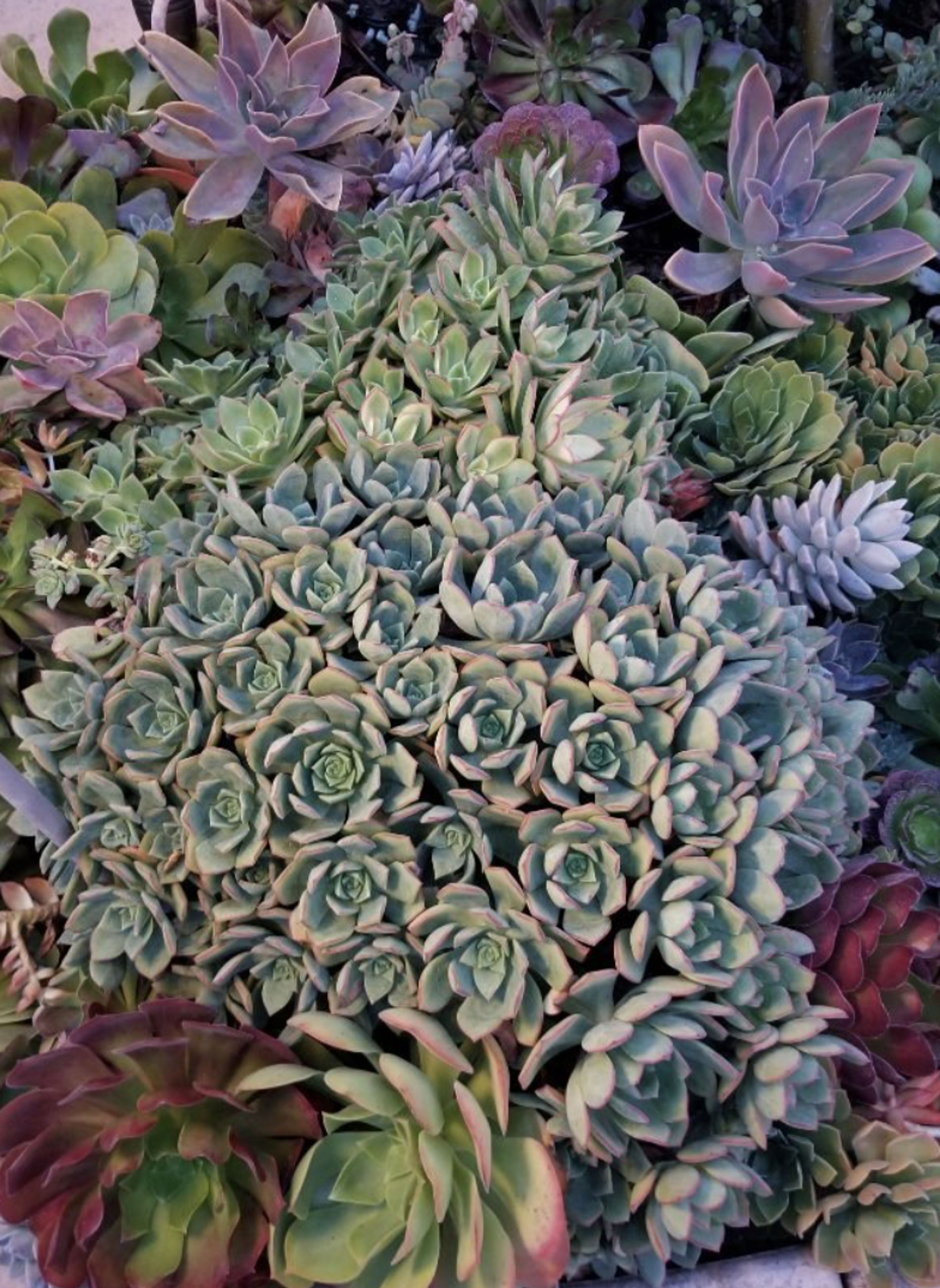 Cover photo of Pomegranate Florist