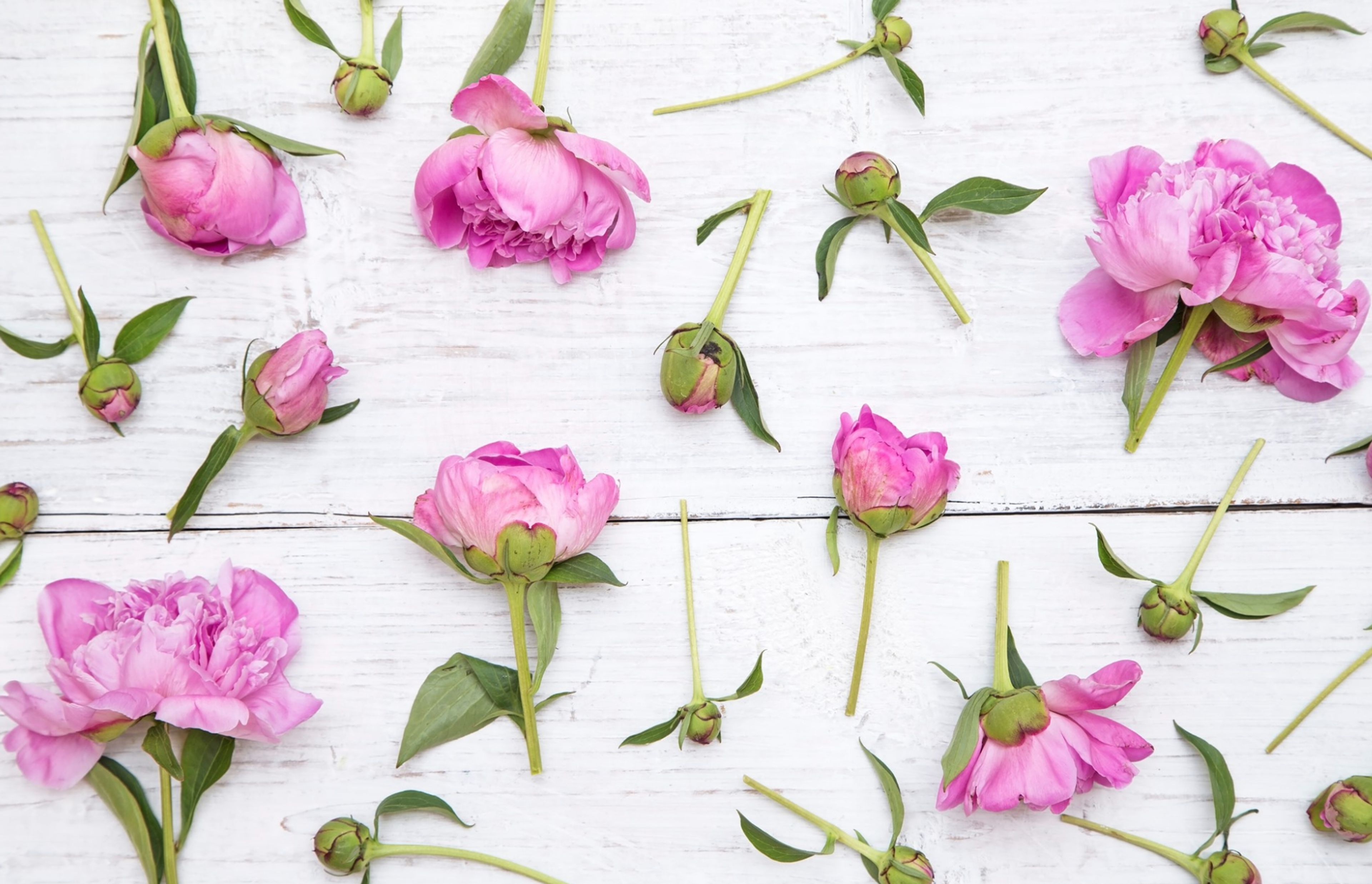 Cover photo of House of Peony