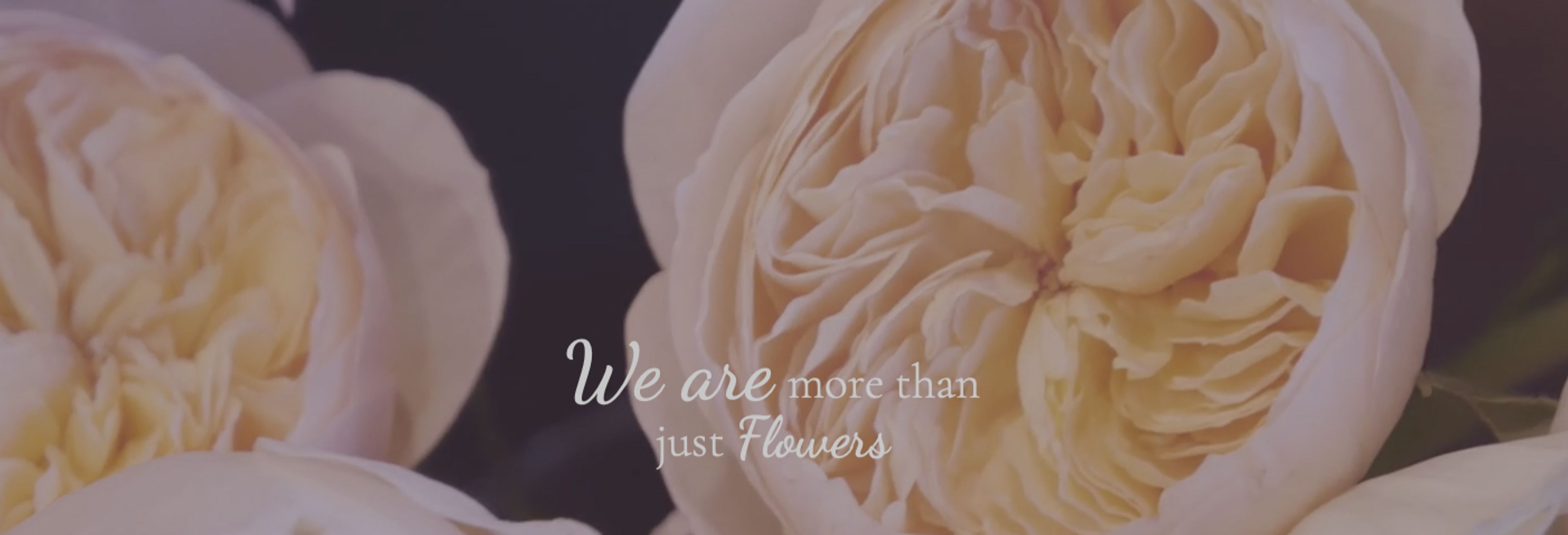 Cover photo of The Flower