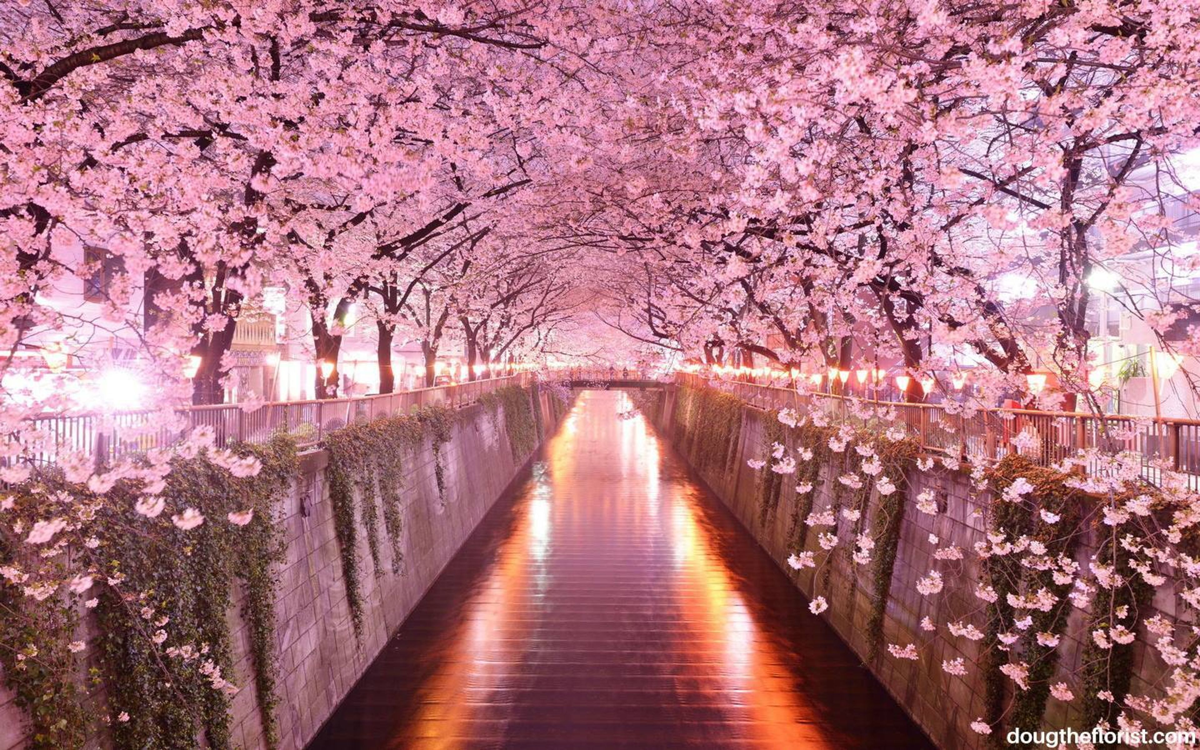 Cover photo of Doug The Florist