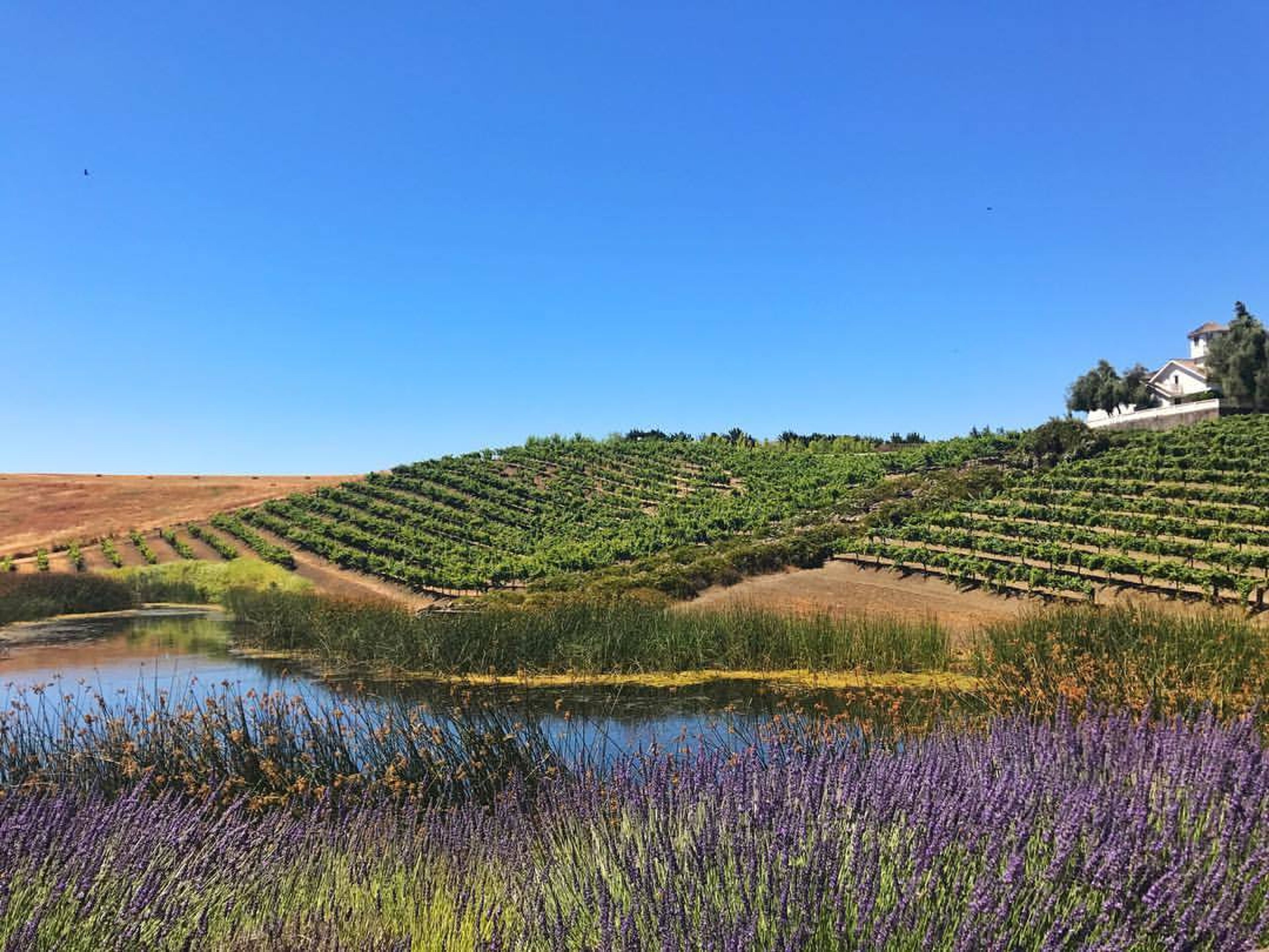 Cover photo of Leal Vineyards