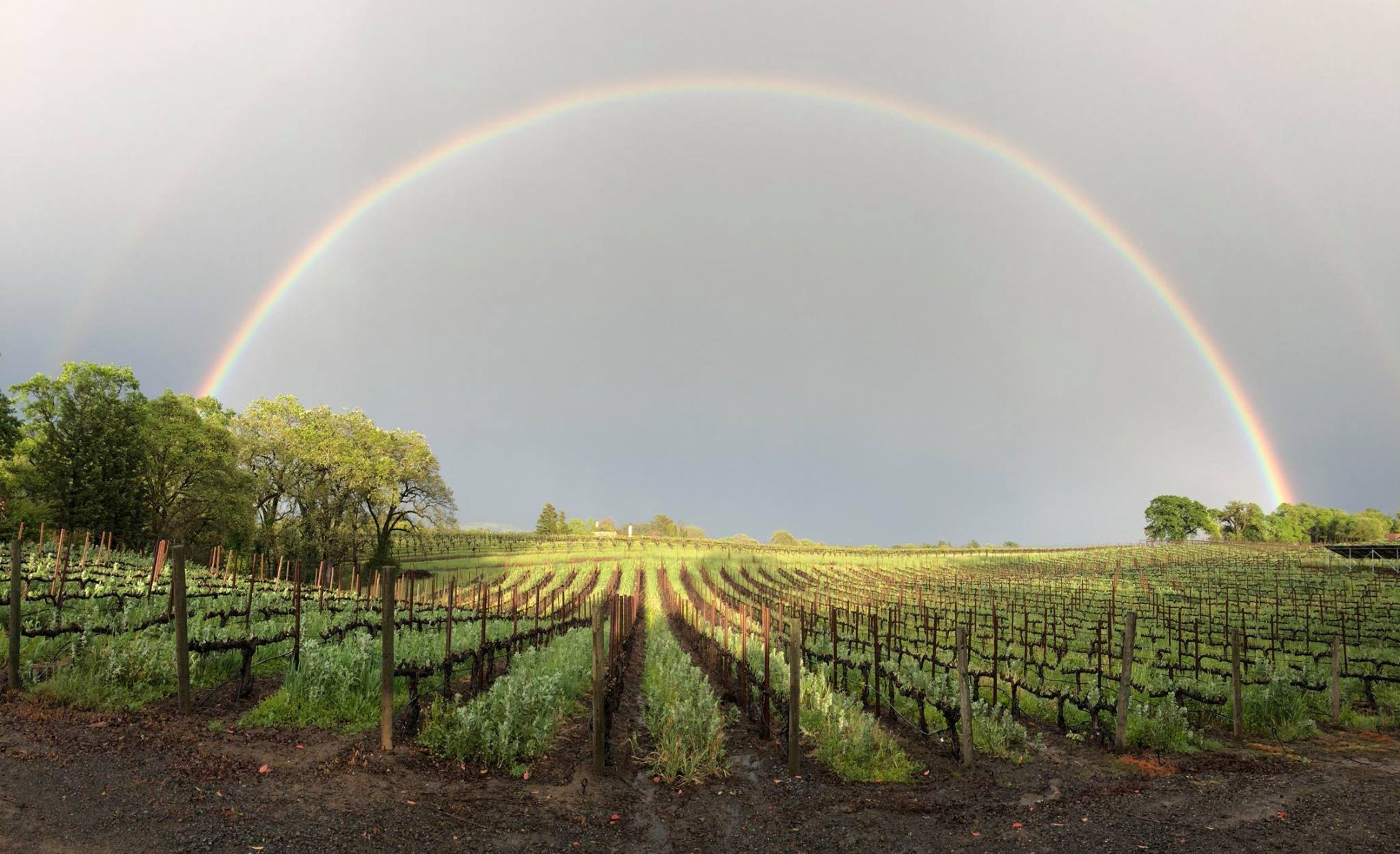 Cover photo of Tara Bella Winery & Vineyards