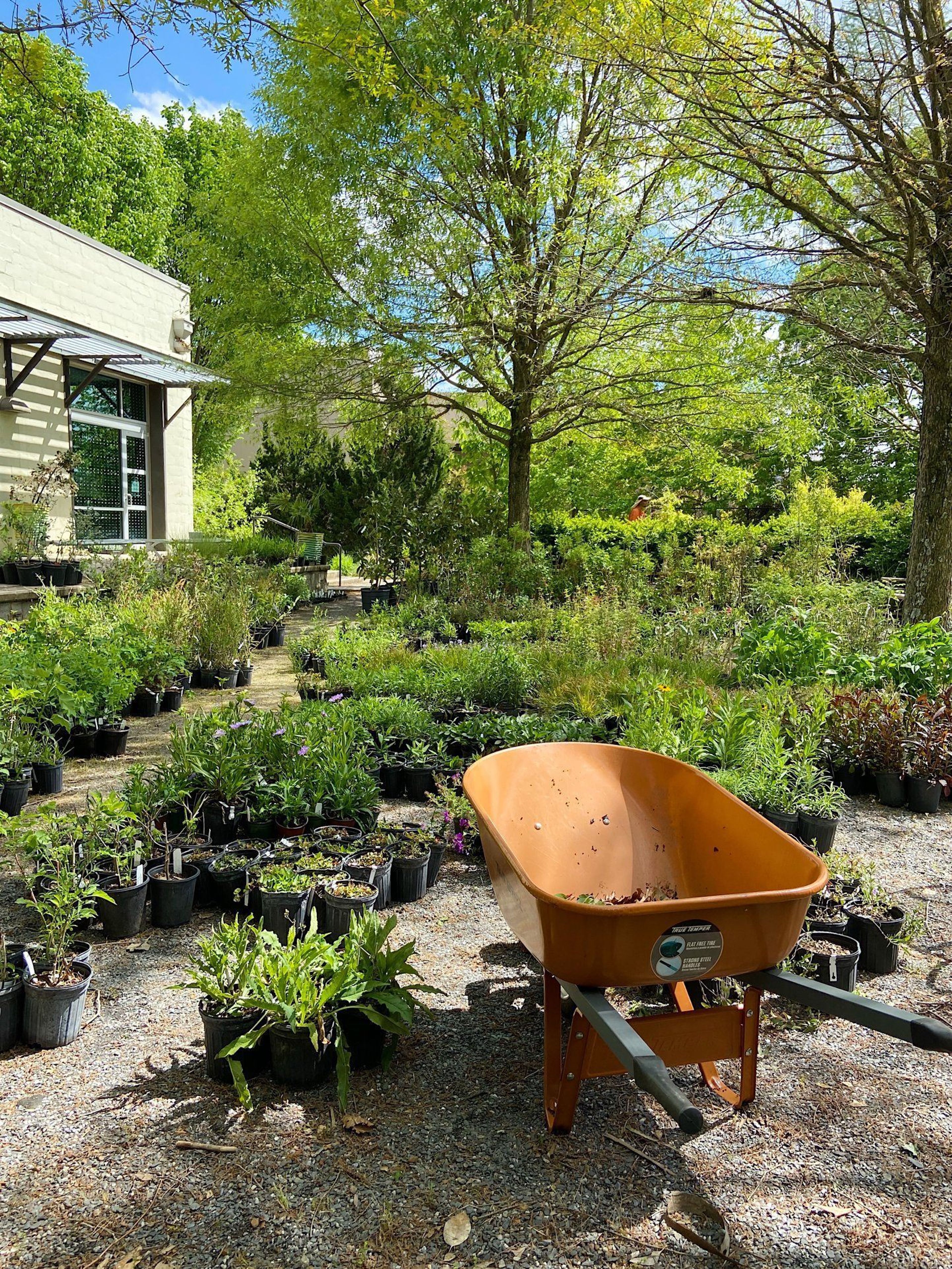 Cover photo of Trees Atlanta