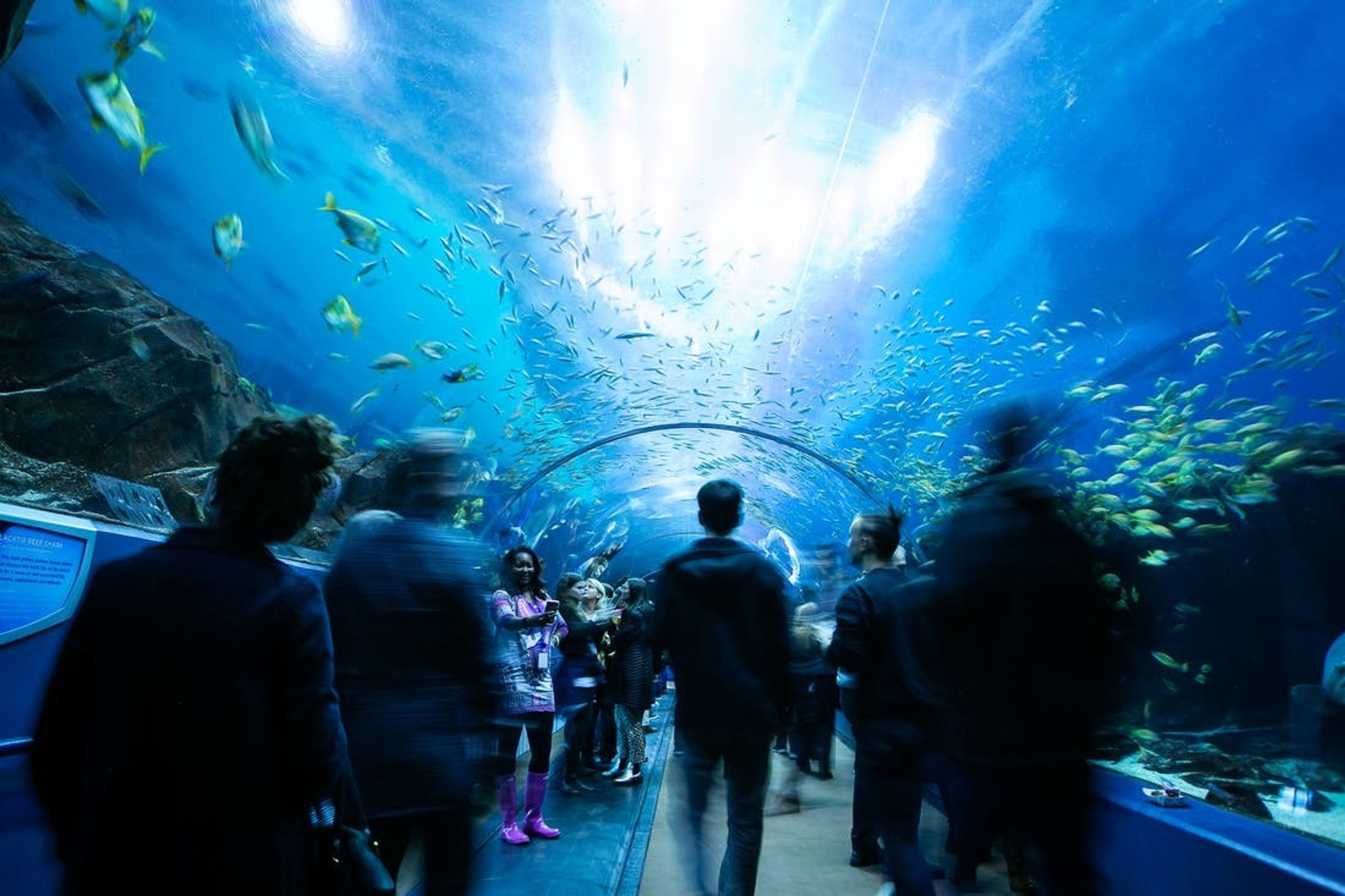 Cover photo of Georgia Aquarium