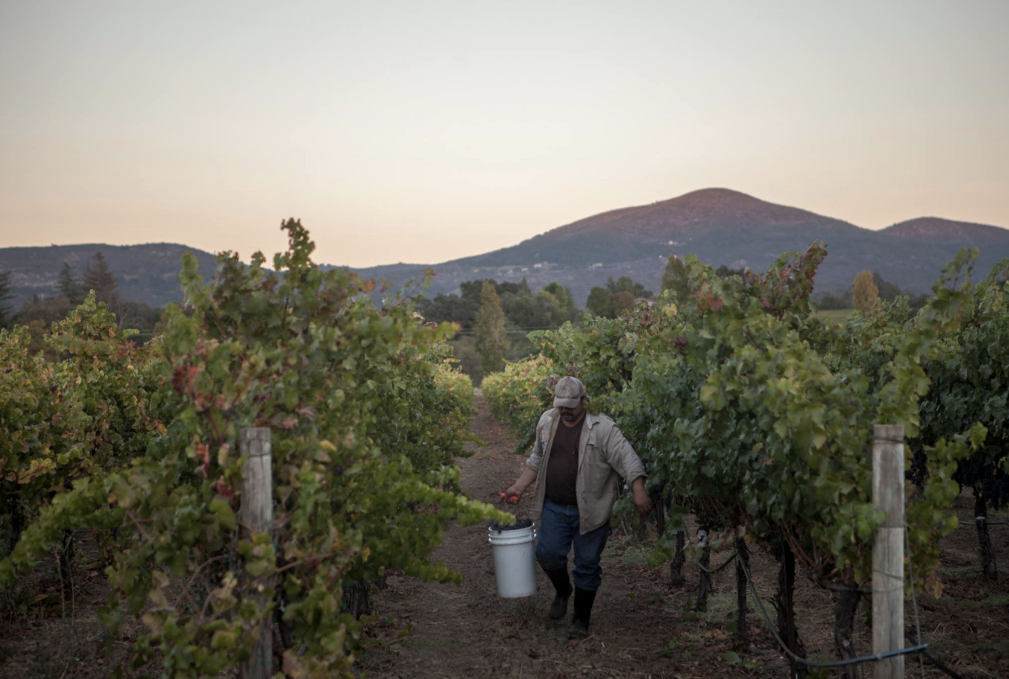 Cover photo of Luna Vineyards