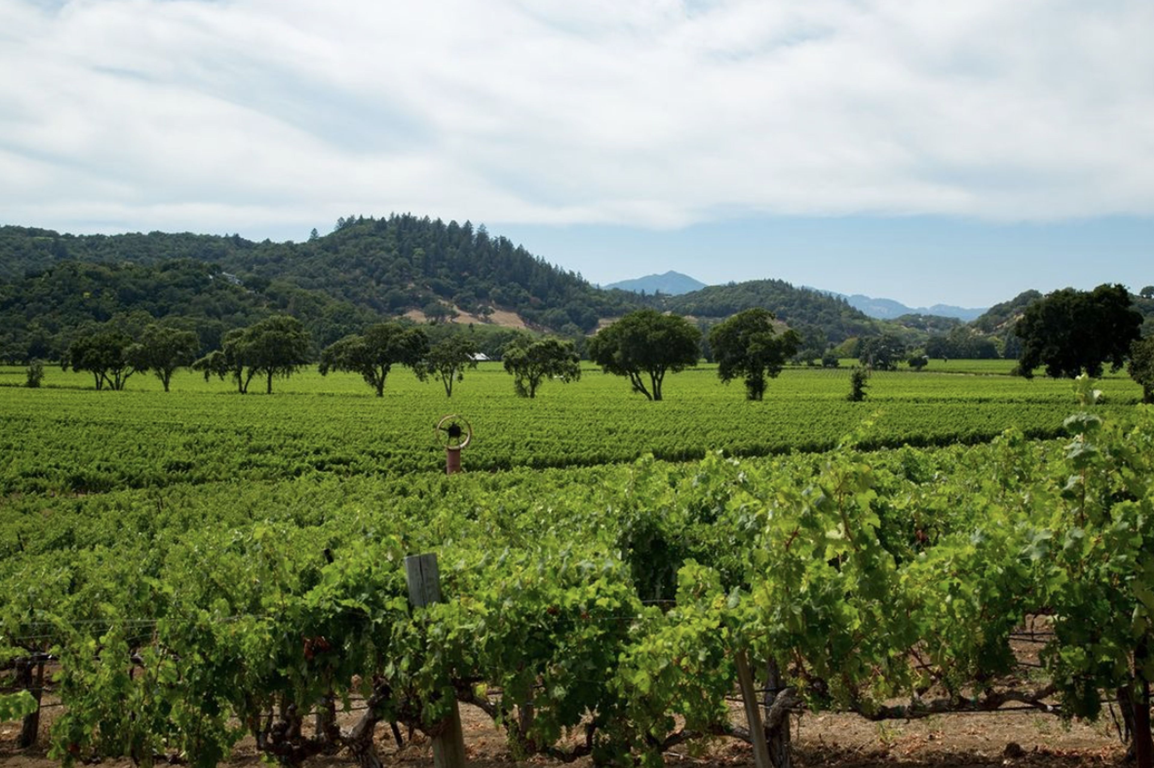 Cover photo of Stag's Leap Wine Cellars