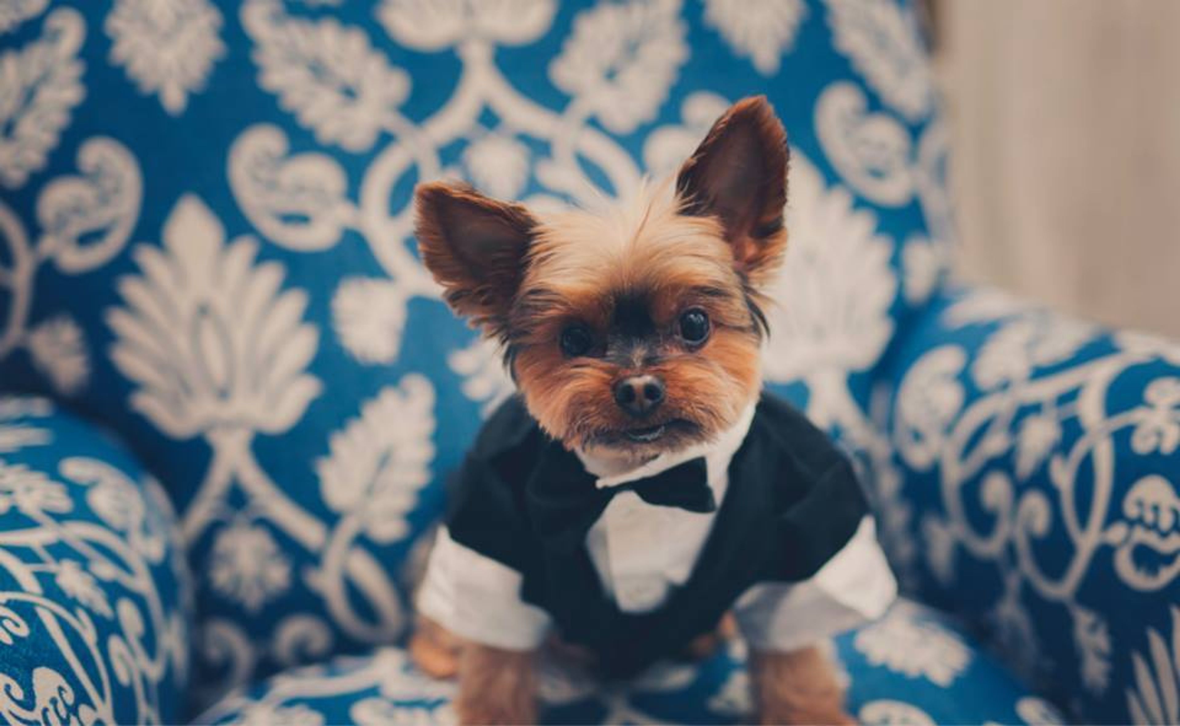 Cover photo of Blue Ivy - Palm Beach