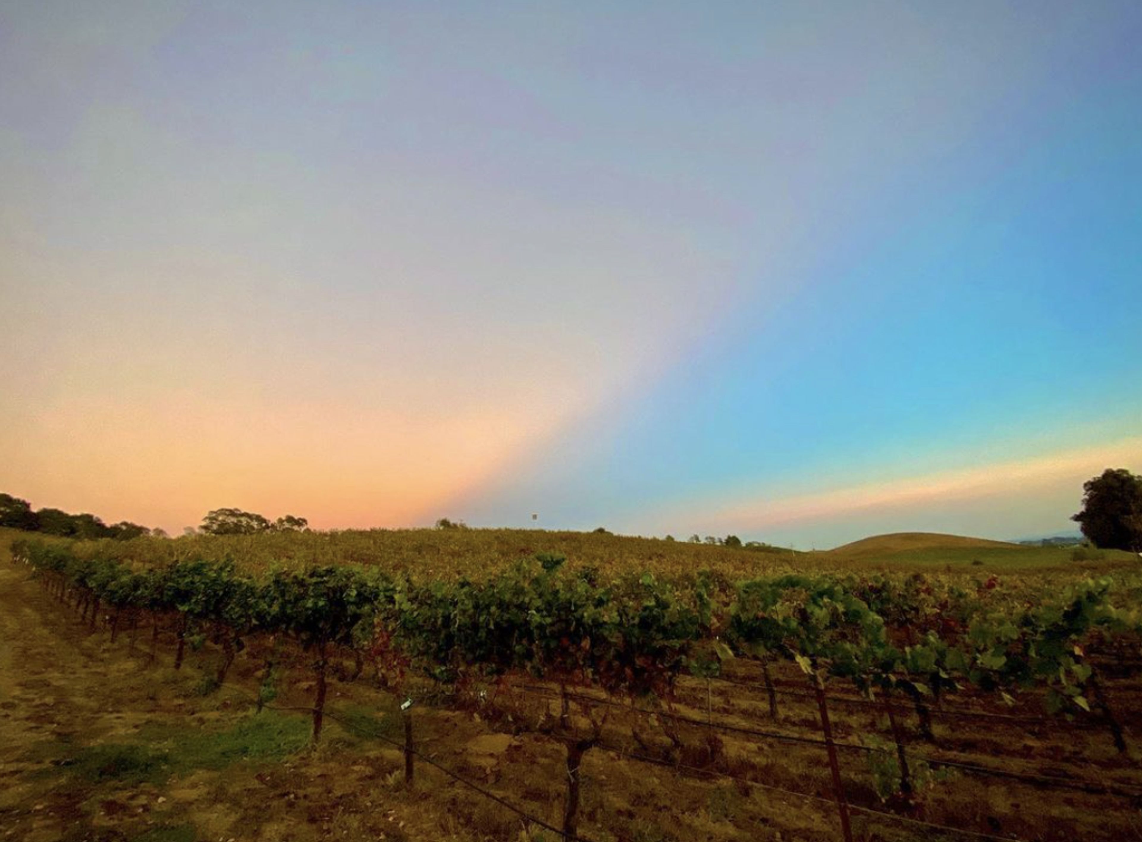 Cover photo of Robert Sinskey Vineyards