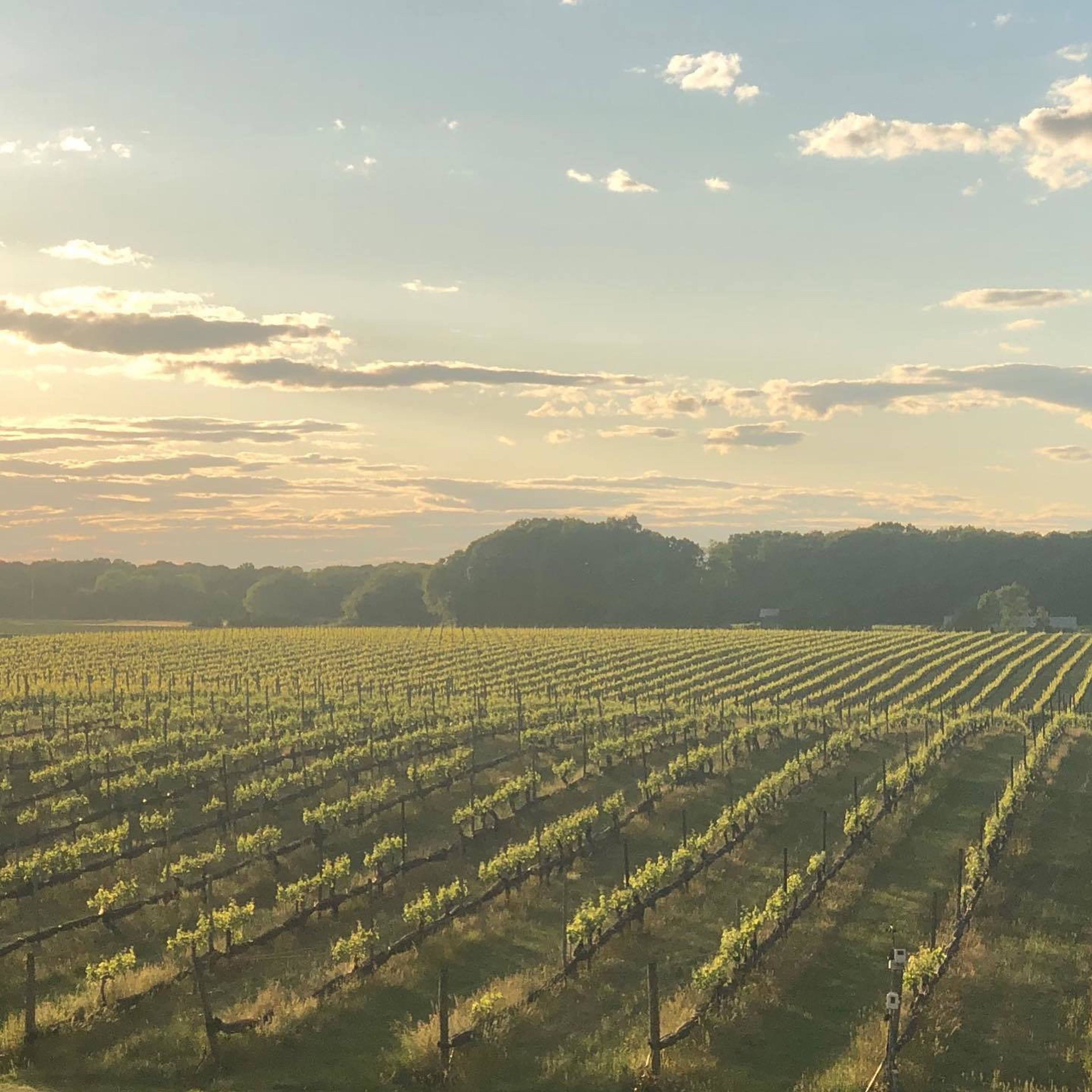 Cover photo of PAUMANOK Vineyards
