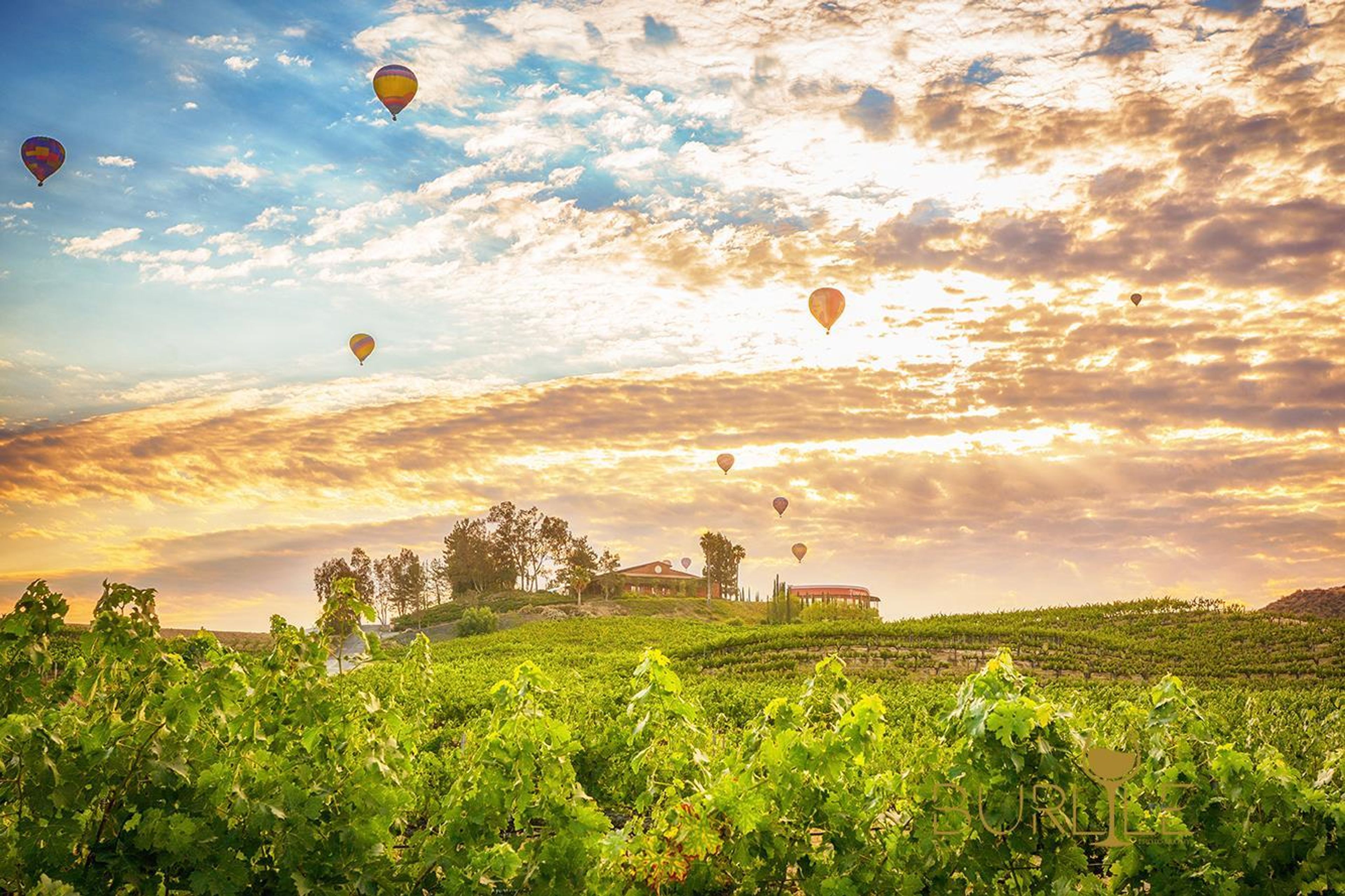 Cover photo of Falkner Winery