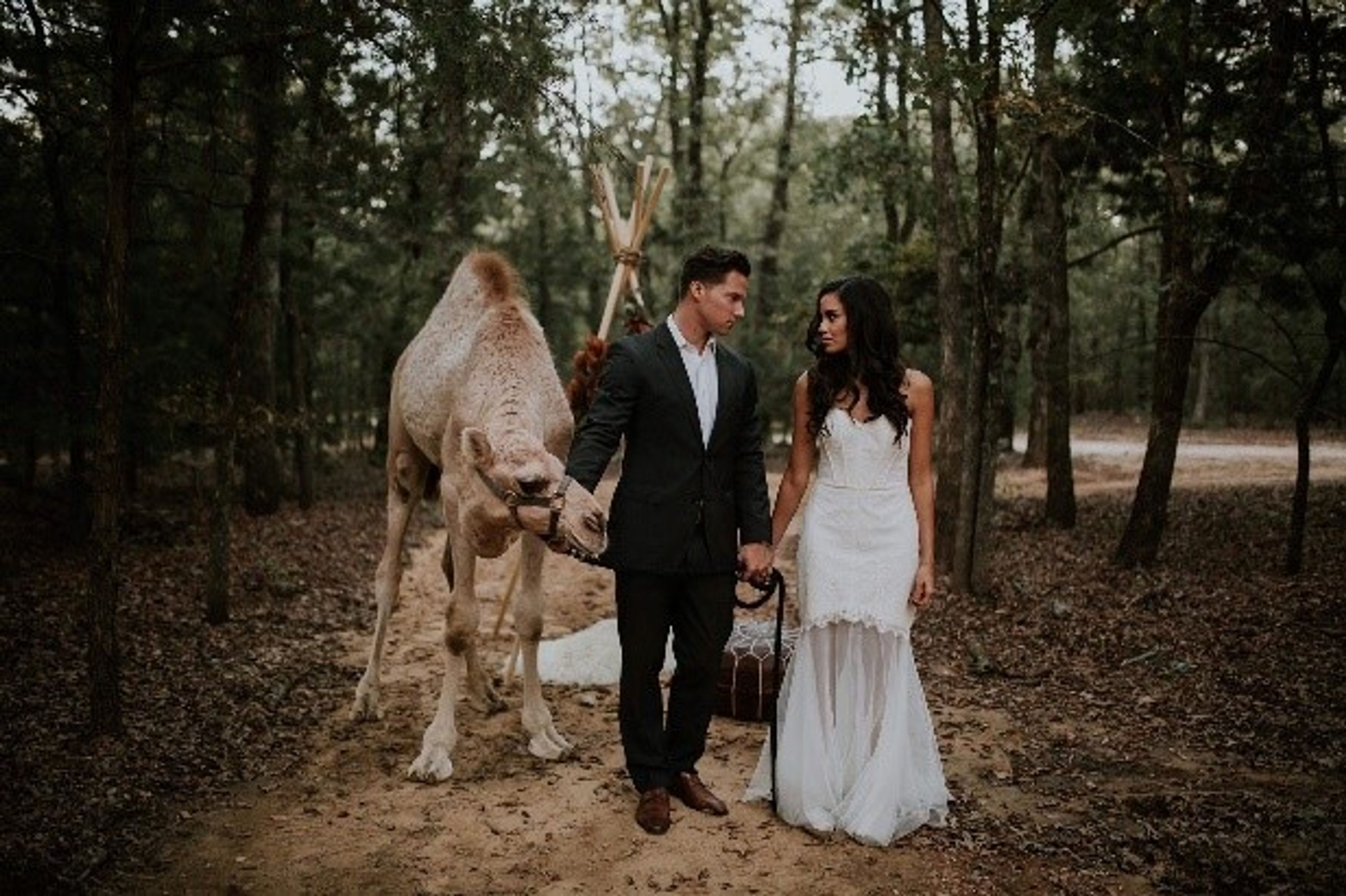 Cover photo of The Whitehorse @ Oak Meadow Ranch