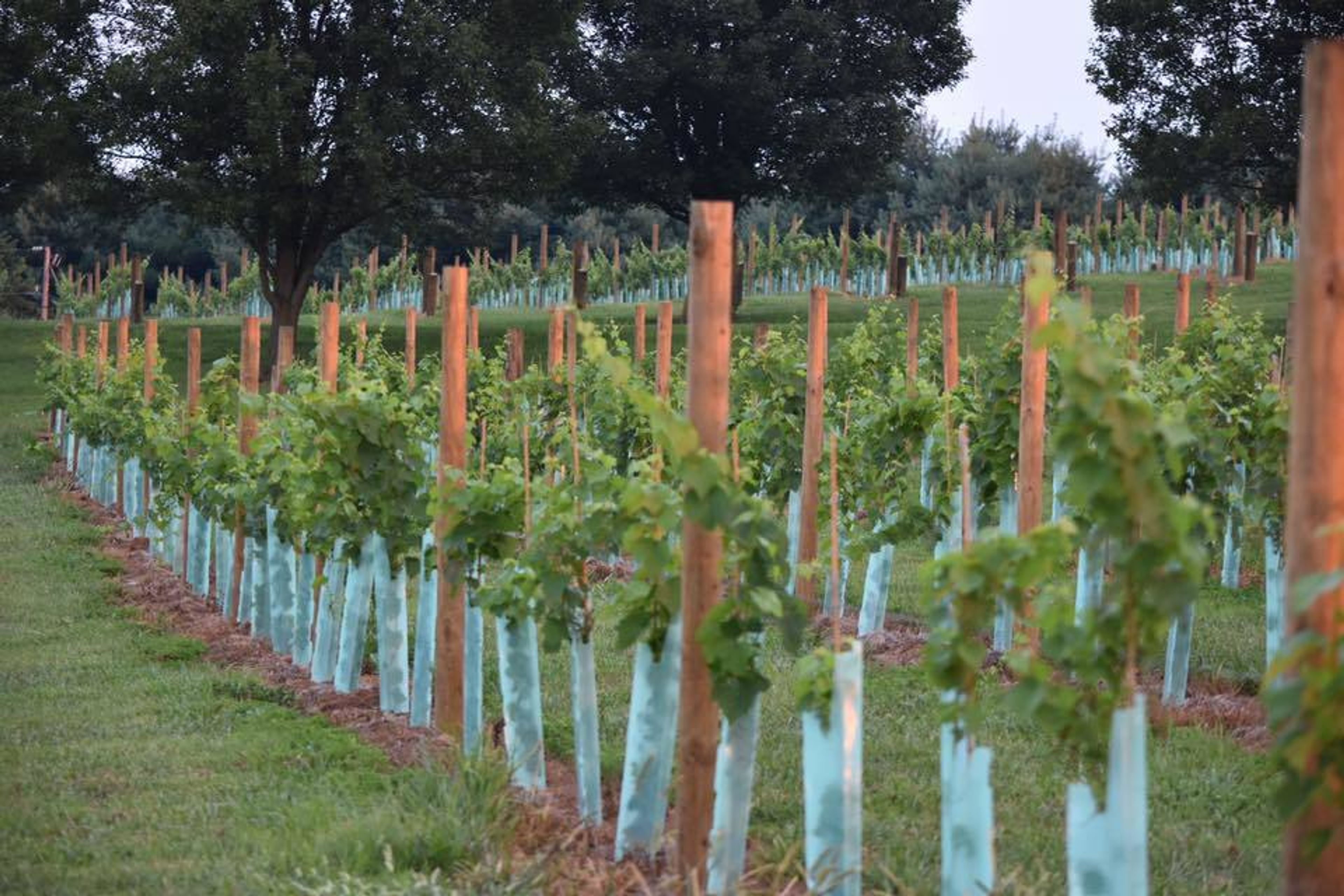 Cover photo of Bleu Frog Vineyards