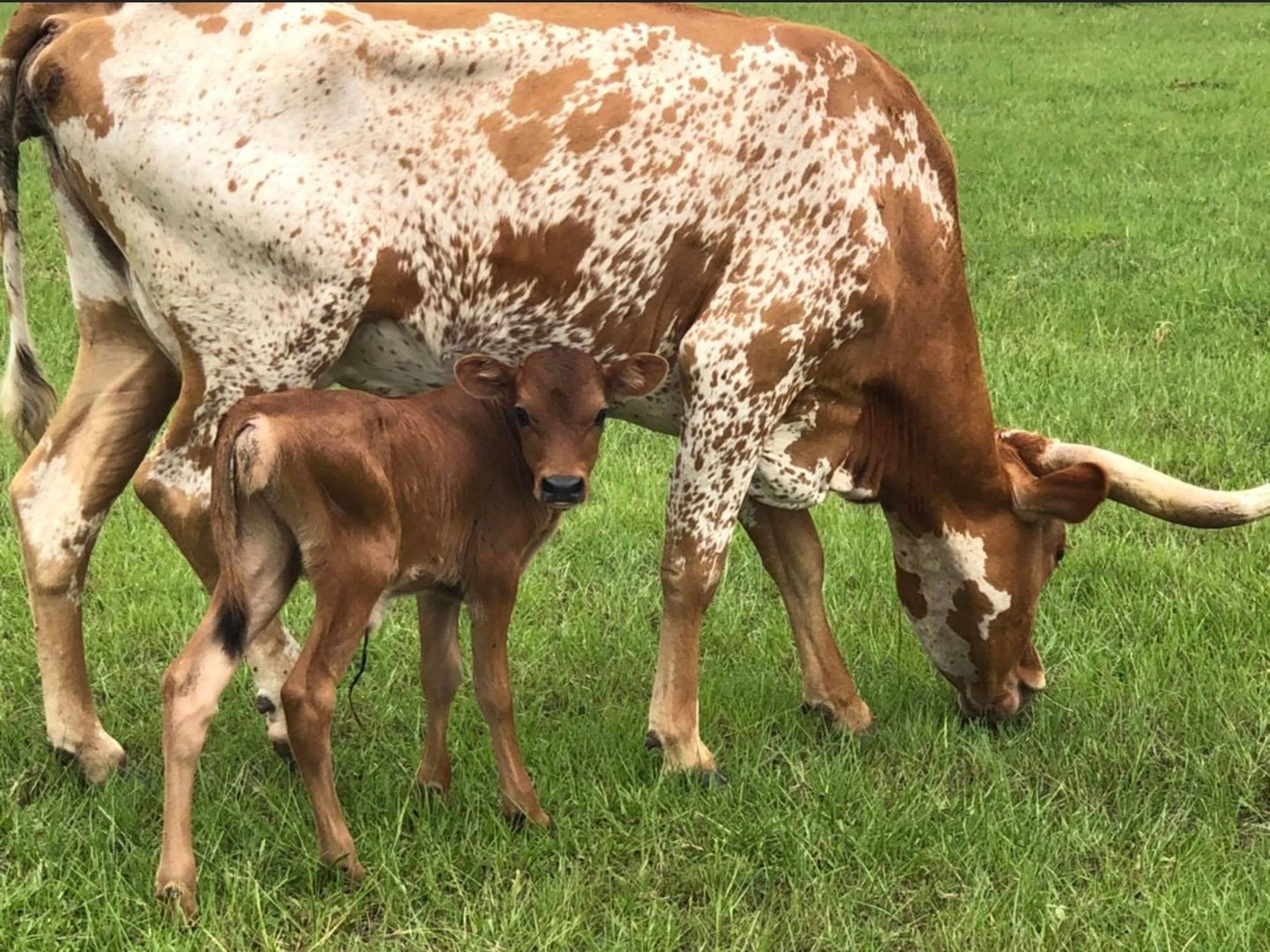 Cover photo of Turquoise Acres Ranch