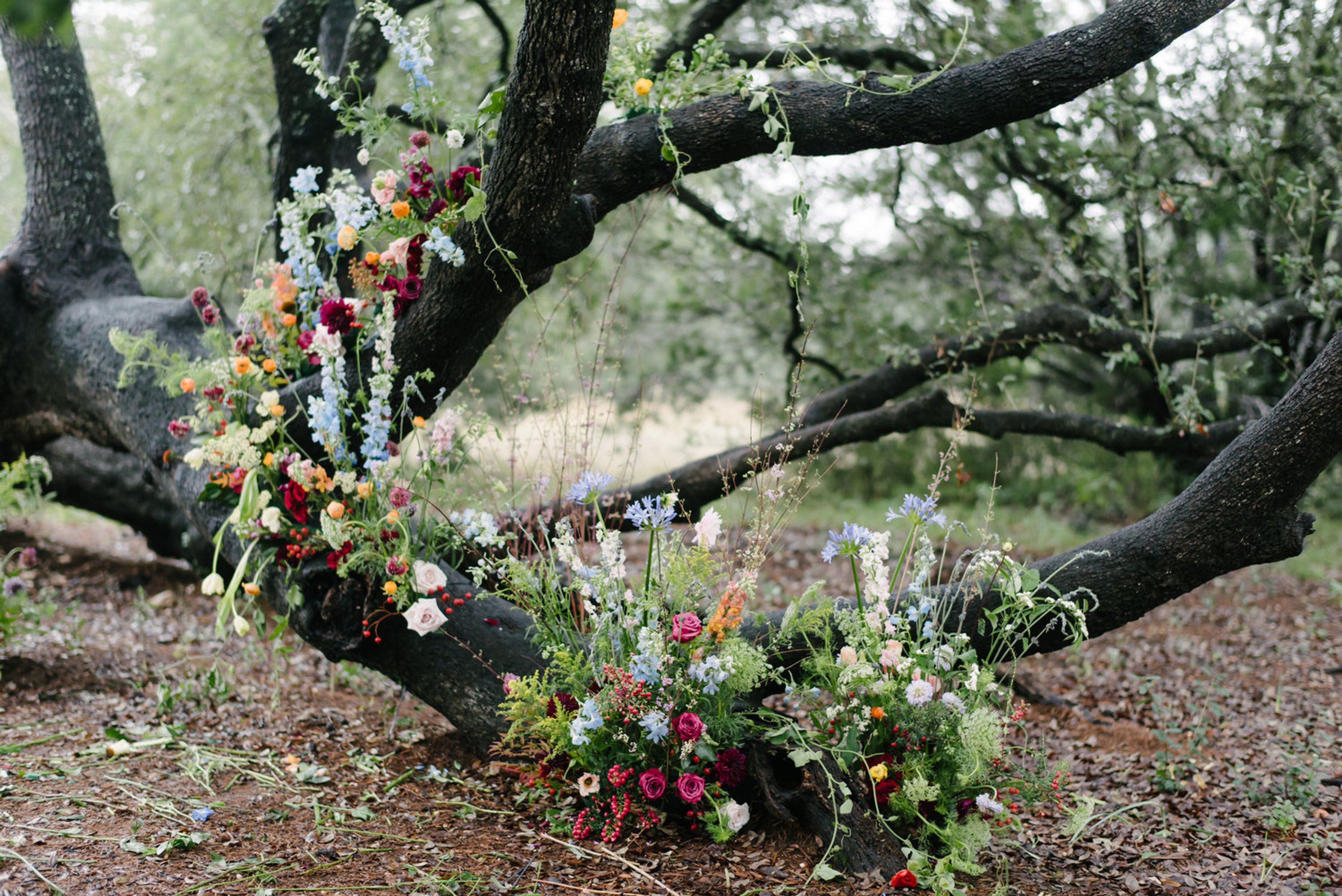 Cover photo of Clementine Botanical Art