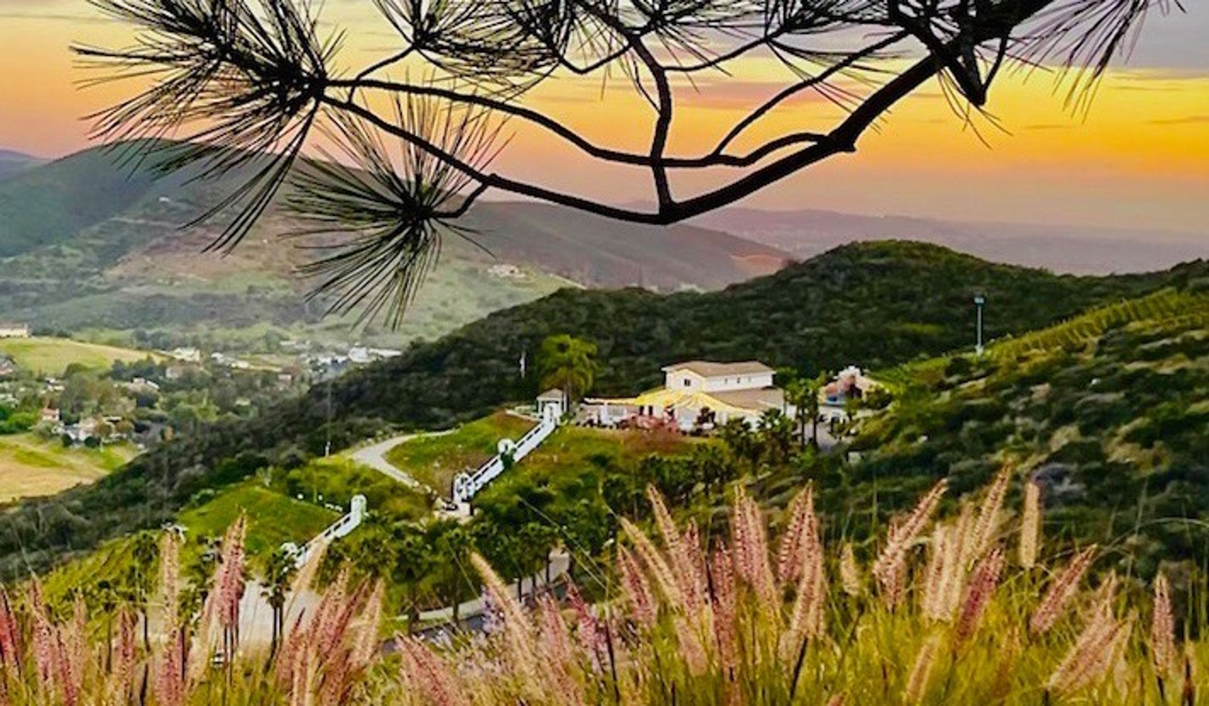 Cover photo of Sunshine Mountain Vineyard