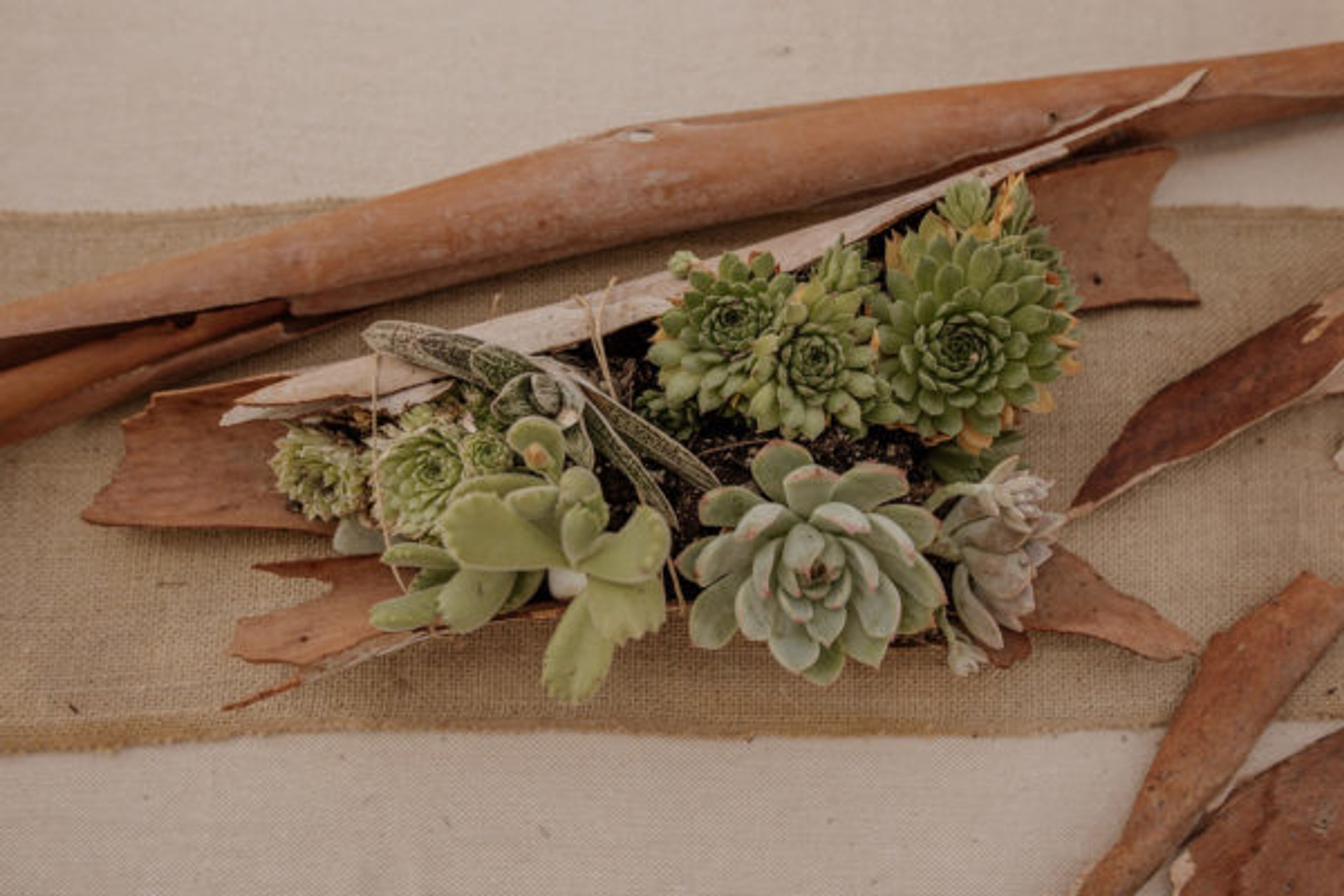 Cover photo of MusaFlora