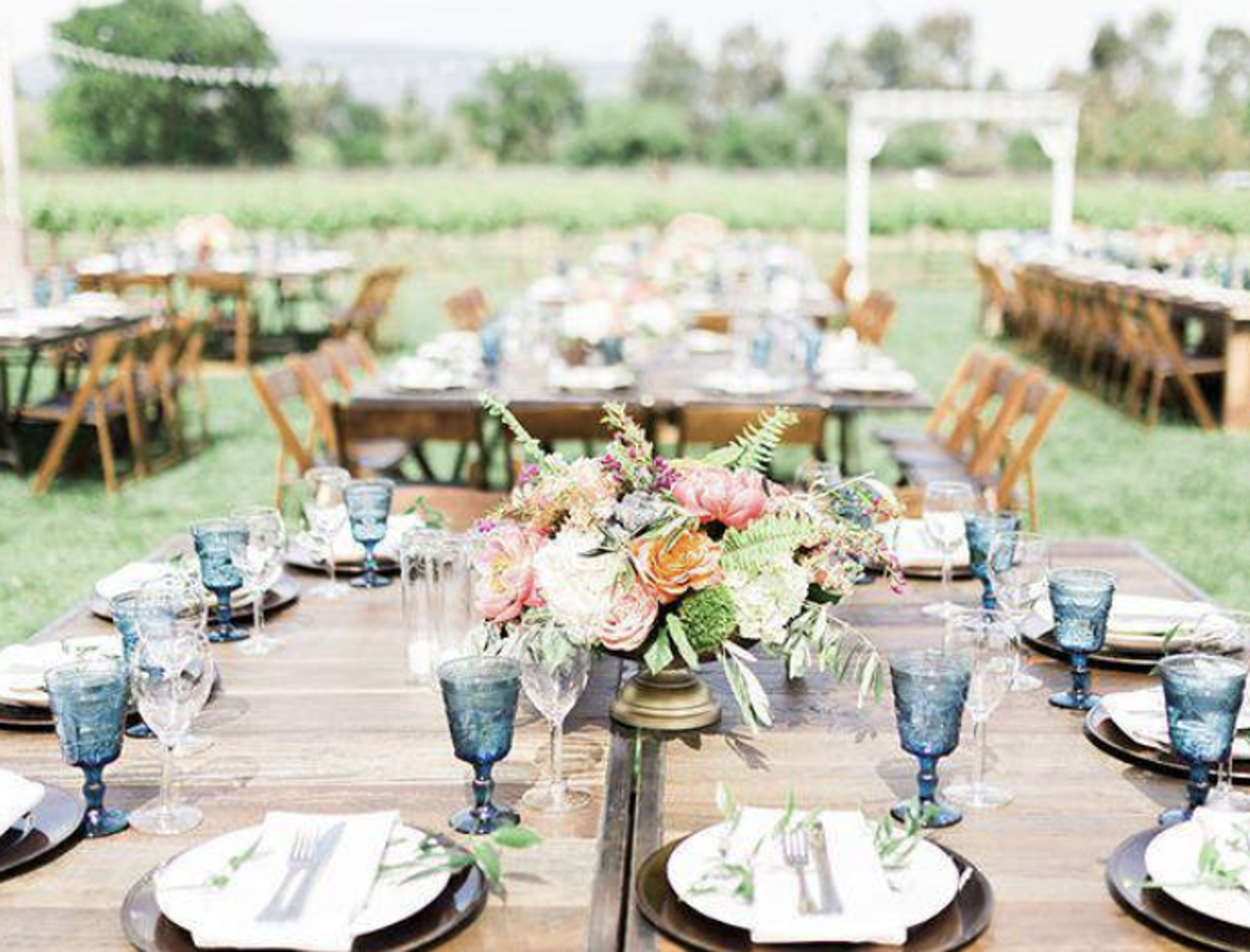 Cover photo of Terra Amico