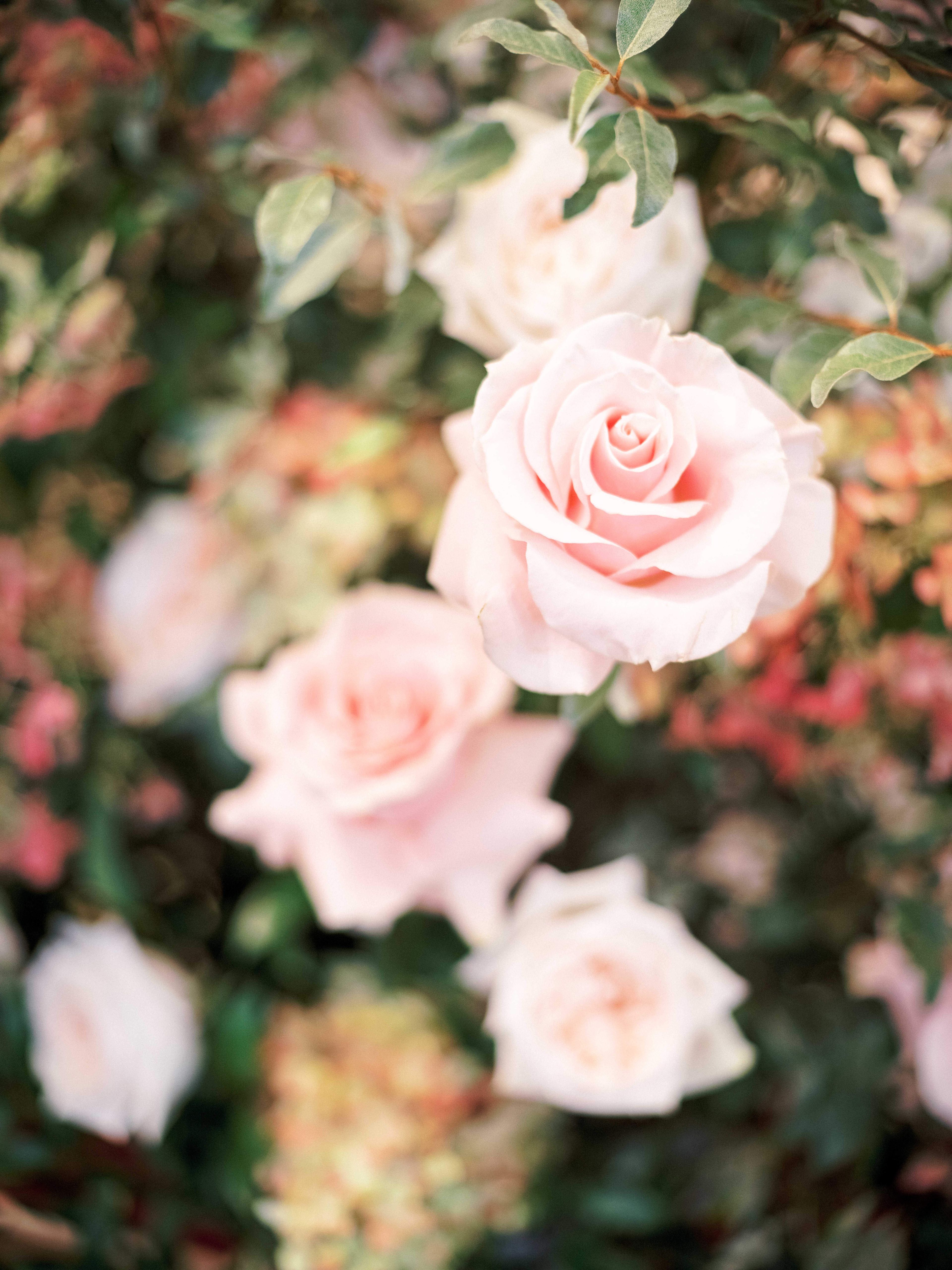 Cover photo of Aster & Fir