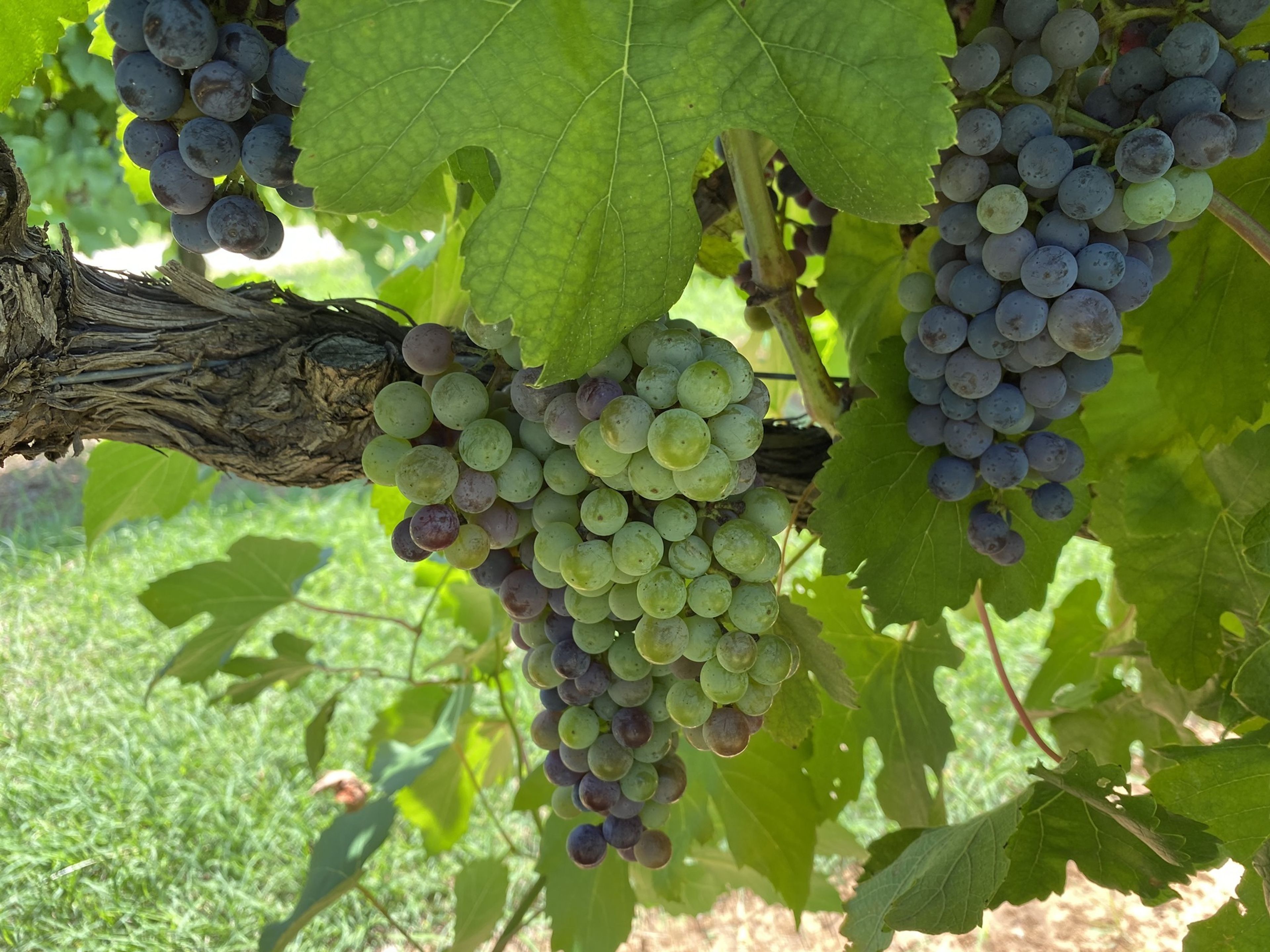 Cover photo of Lost Oak Winery