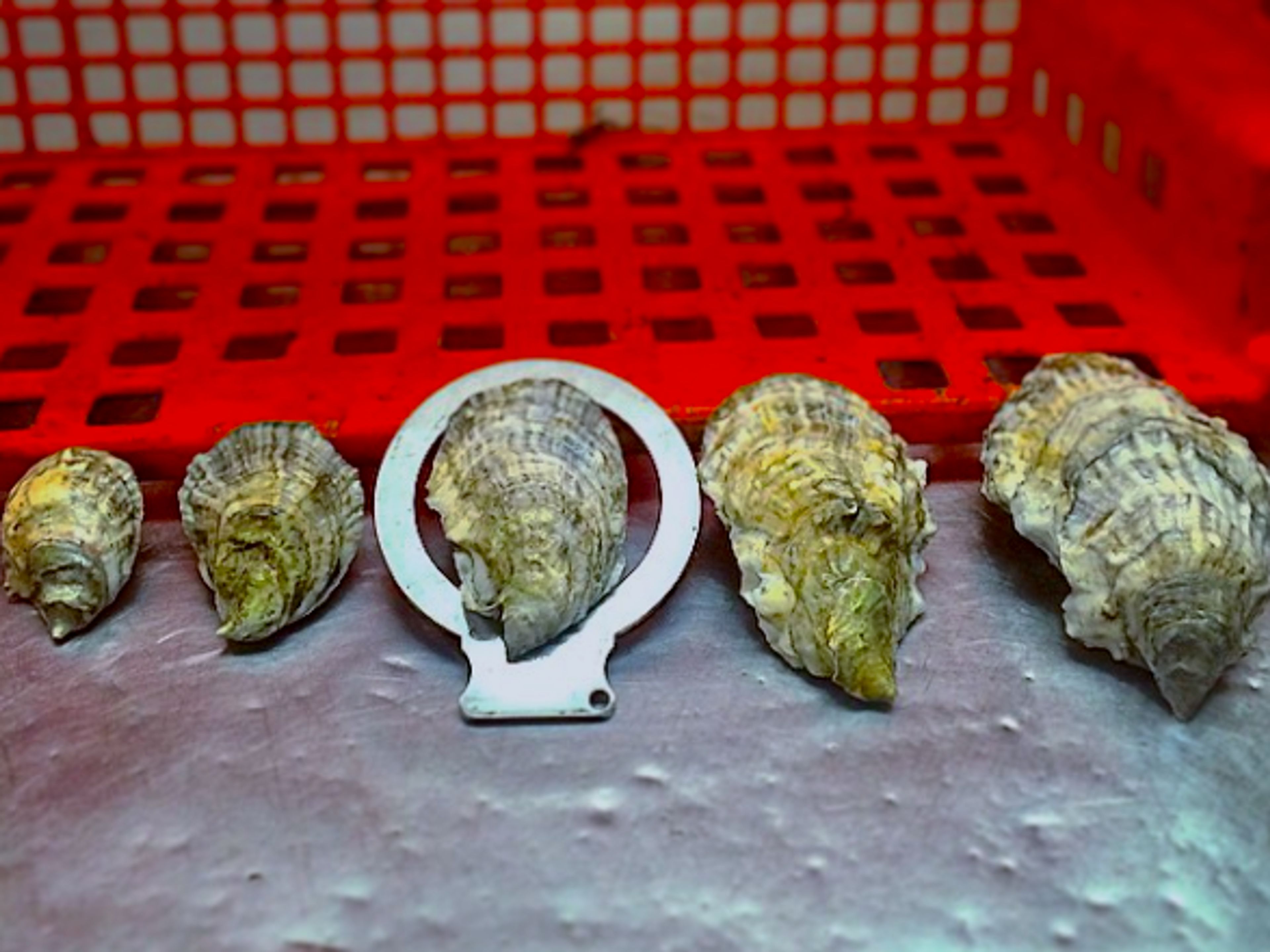 Cover photo of Powder Point Oysters