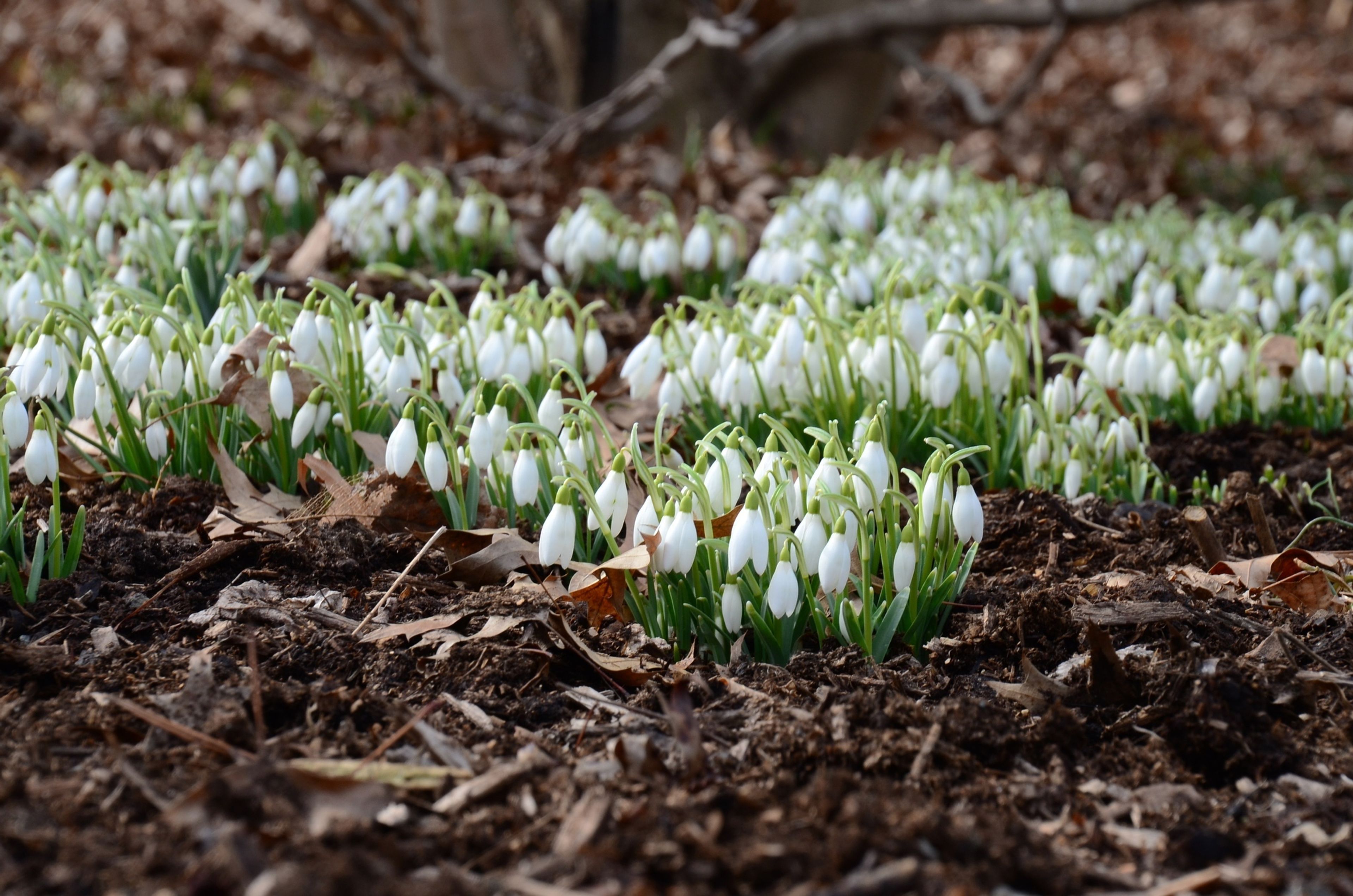 Cover photo of Queens Botanical Garden