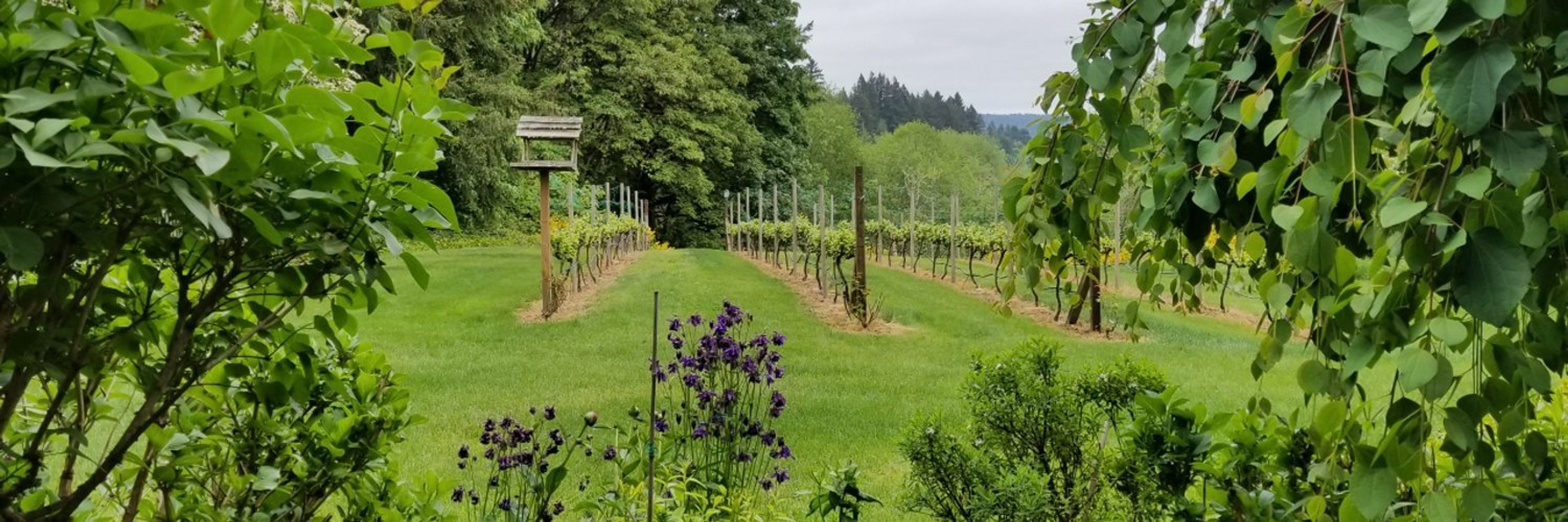 Cover photo of Olalla Winery