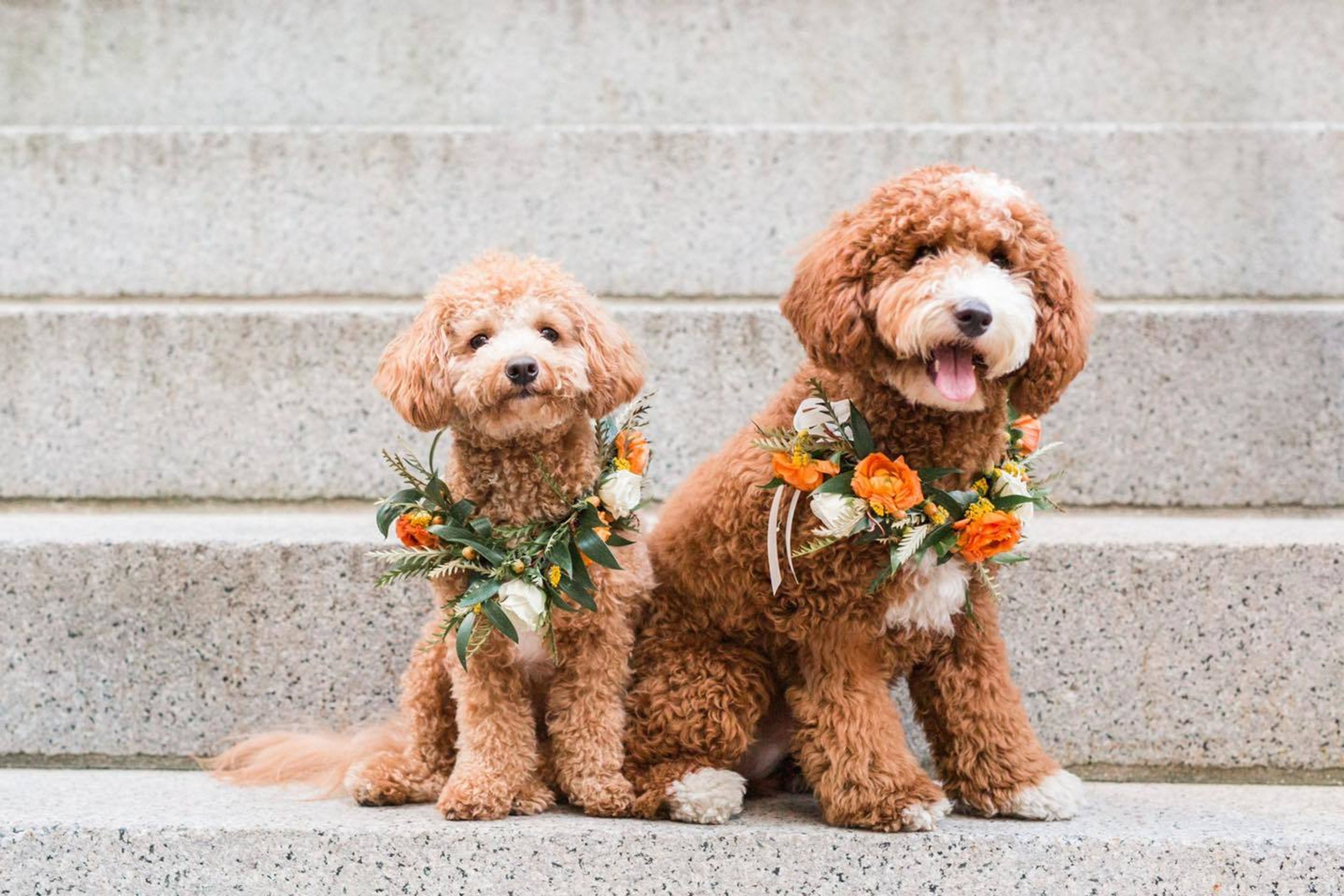 Cover photo of Central Square Florist