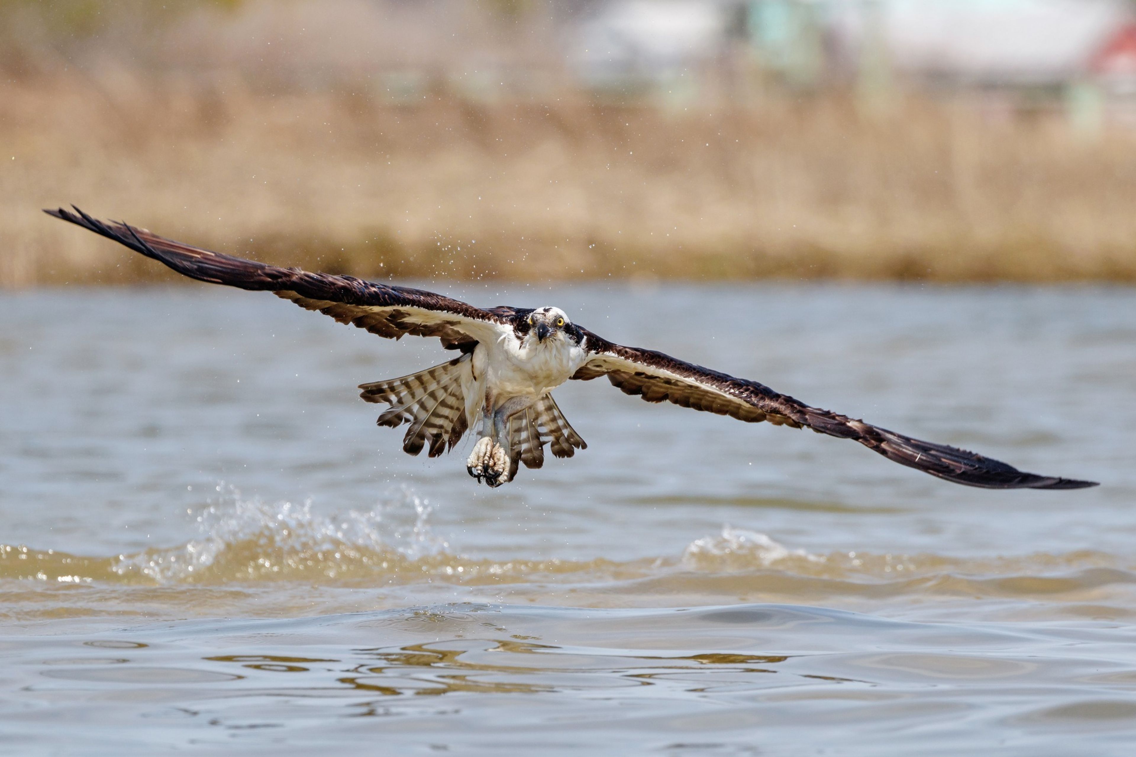 Cover photo of Chesapeake Bay Foundation
