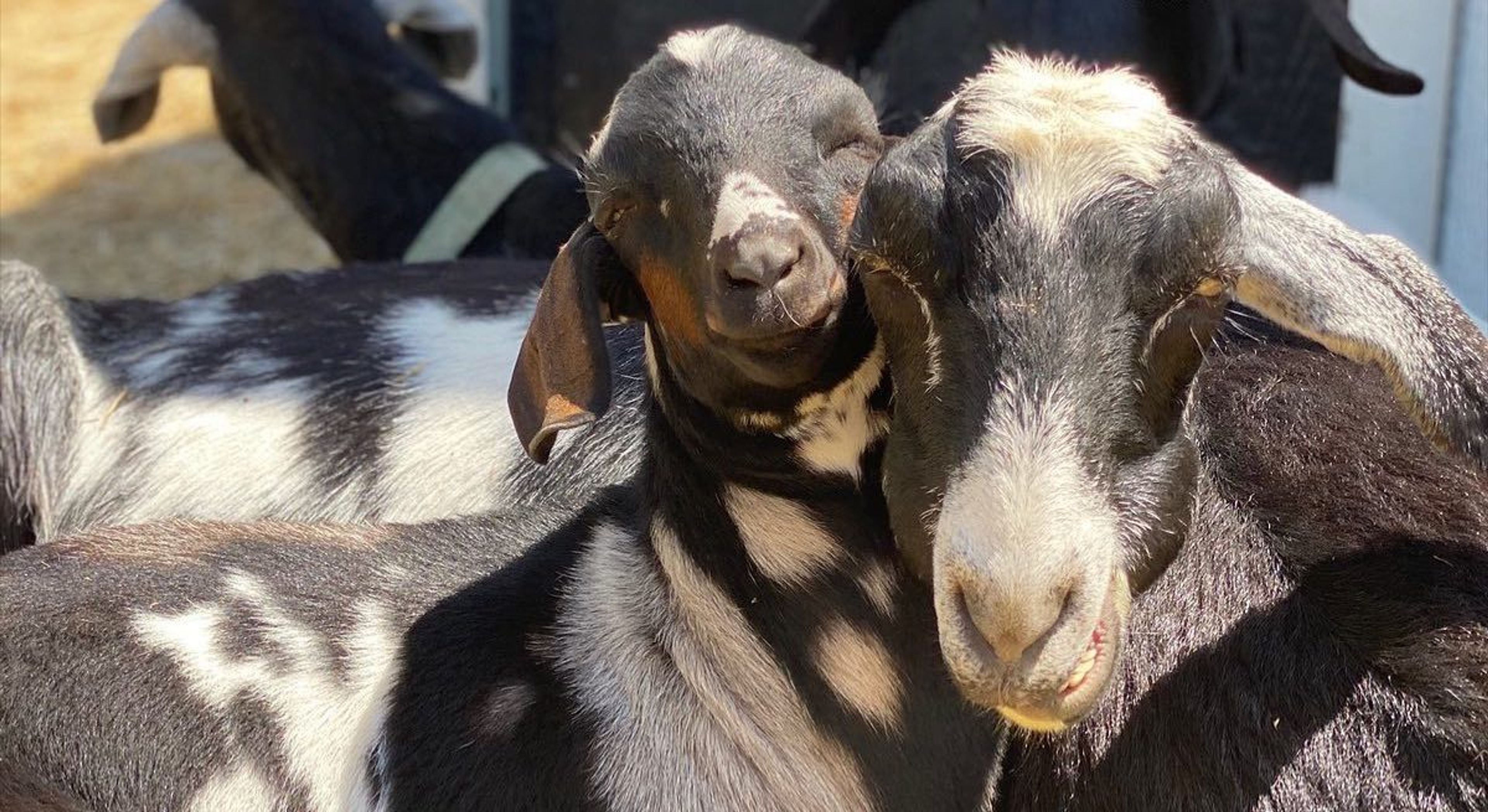 Cover photo of Goat Yoga Chicago