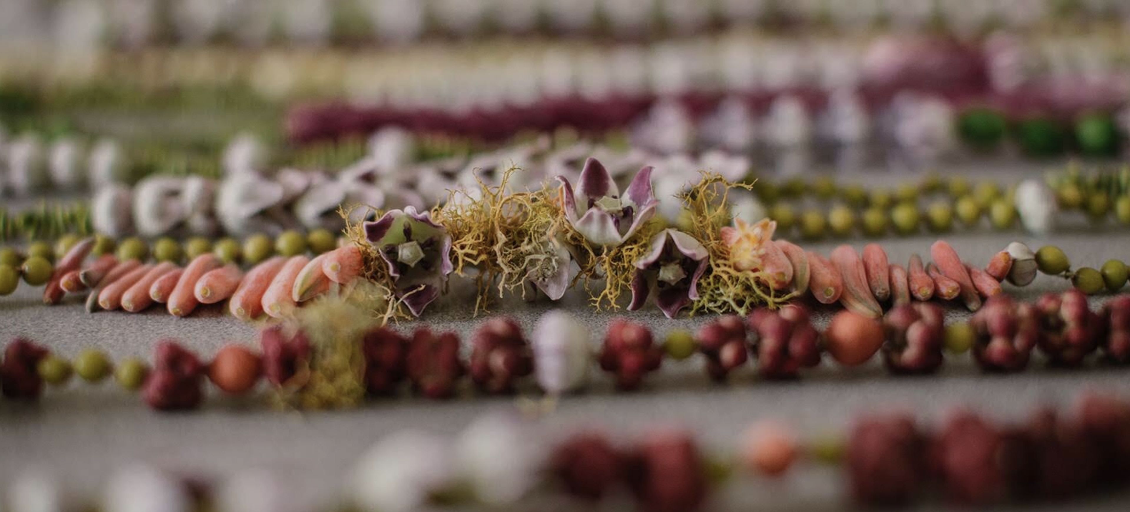 Cover photo of Hawai'i Flora + Fauna